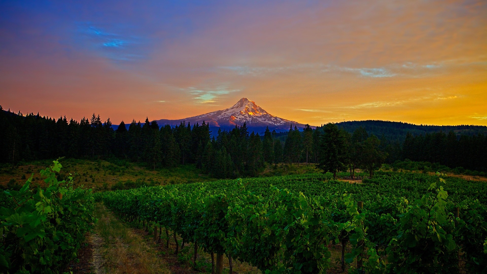 Mount Hood over vineyard at sunset HD Wallpaper