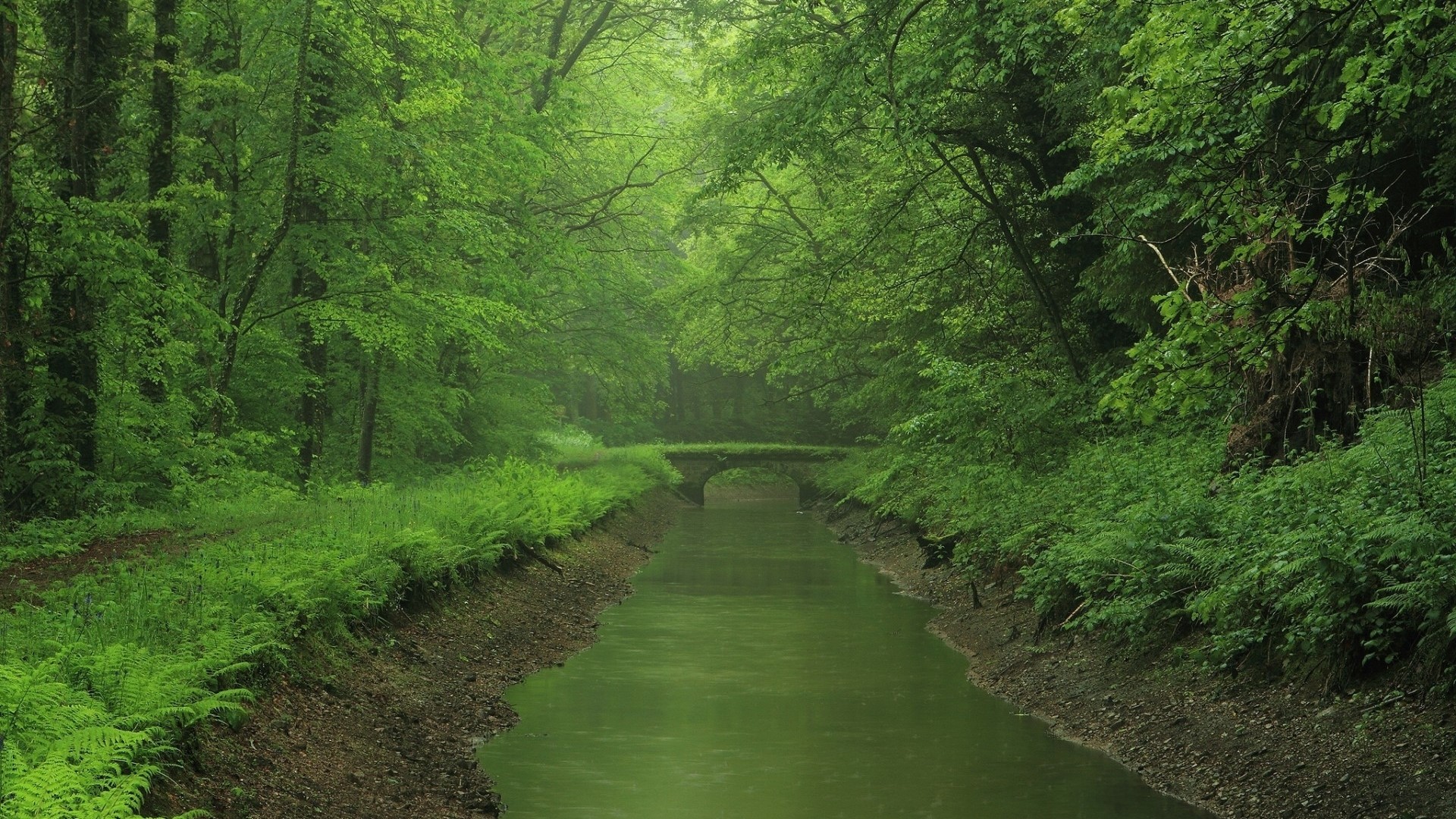 Green river and bridge in a forest HD Wallpaper