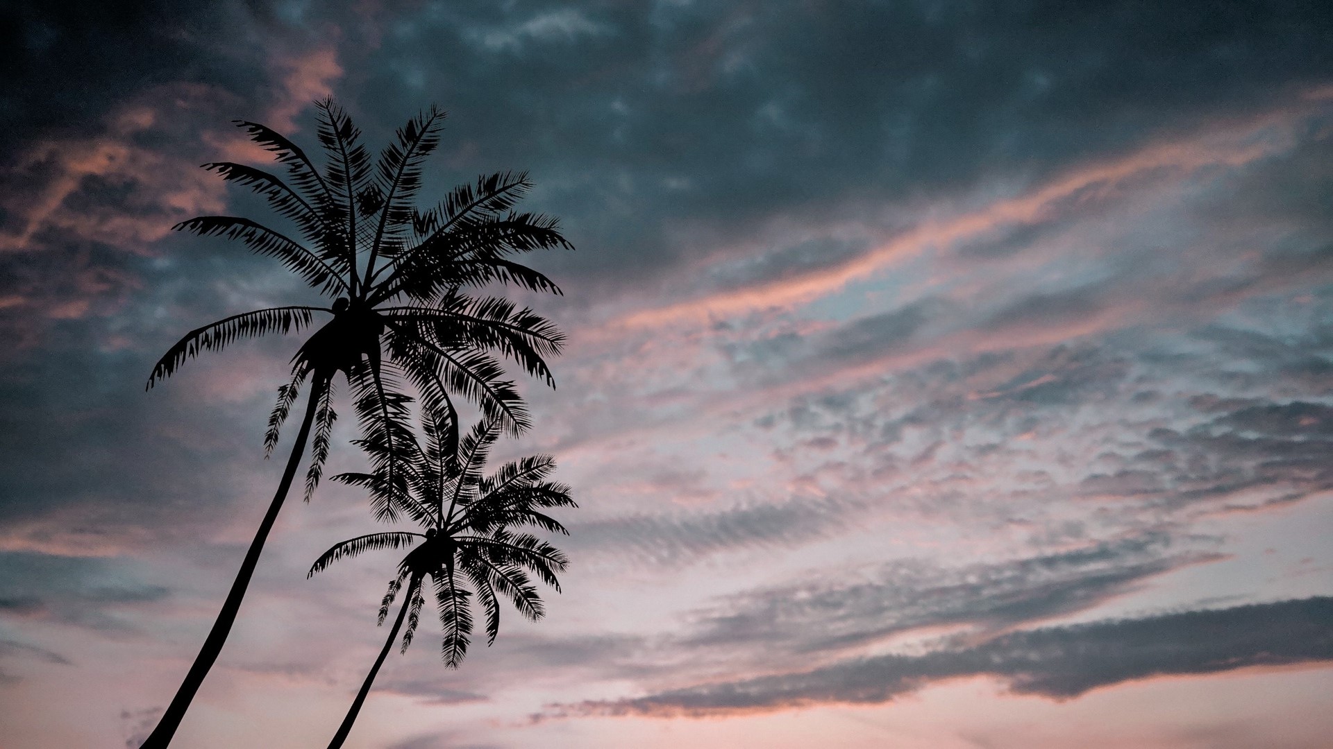 Palm trees against a cloudy sunset sky HD Wallpaper