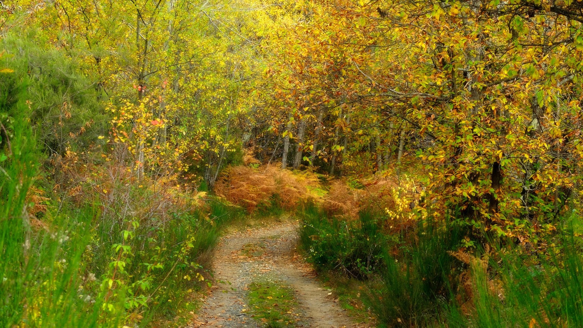 Autumn trail through a forest with yellow leaves HD Wallpaper