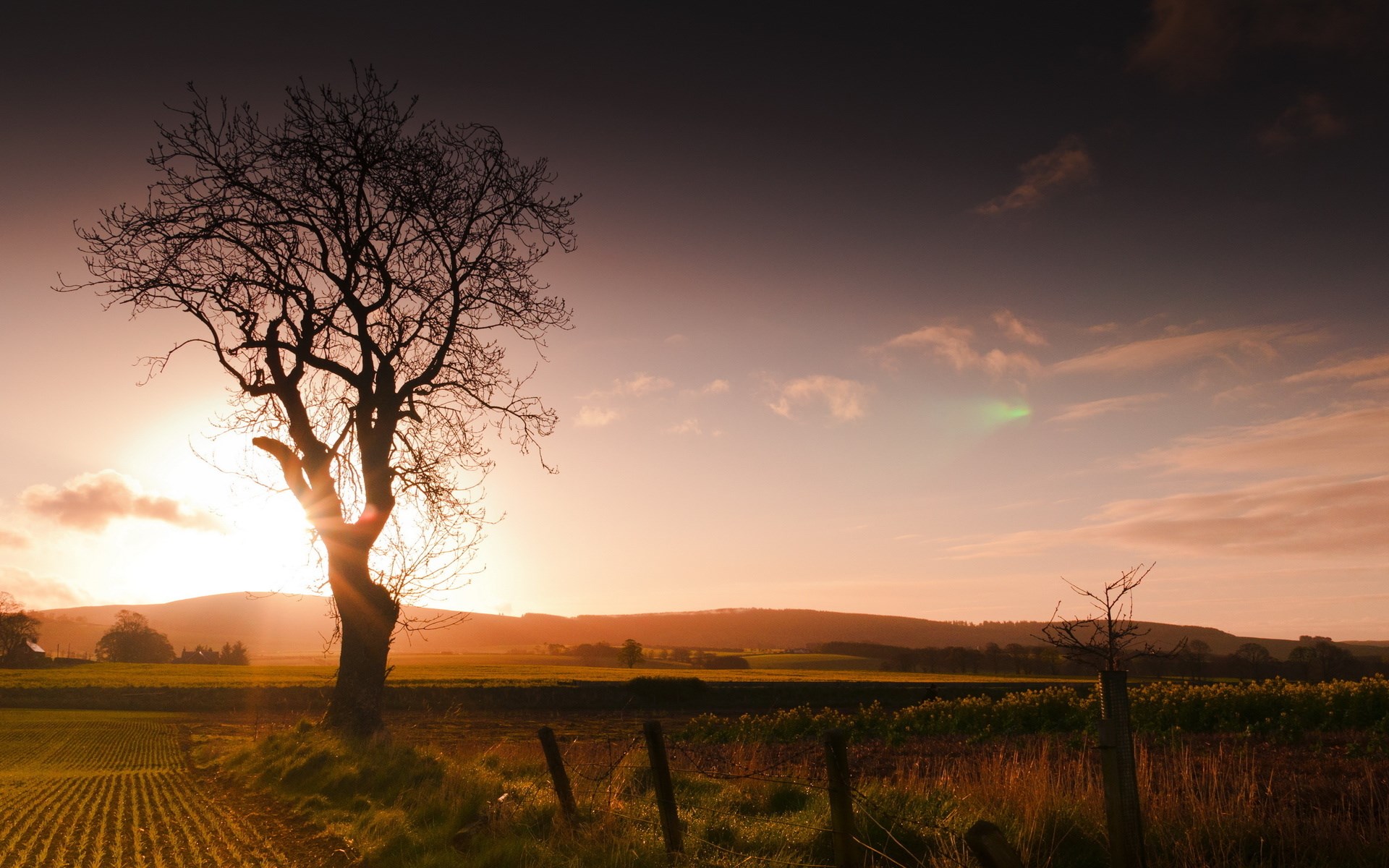 Silhouette of a bare tree against a sunset sky HD Wallpaper
