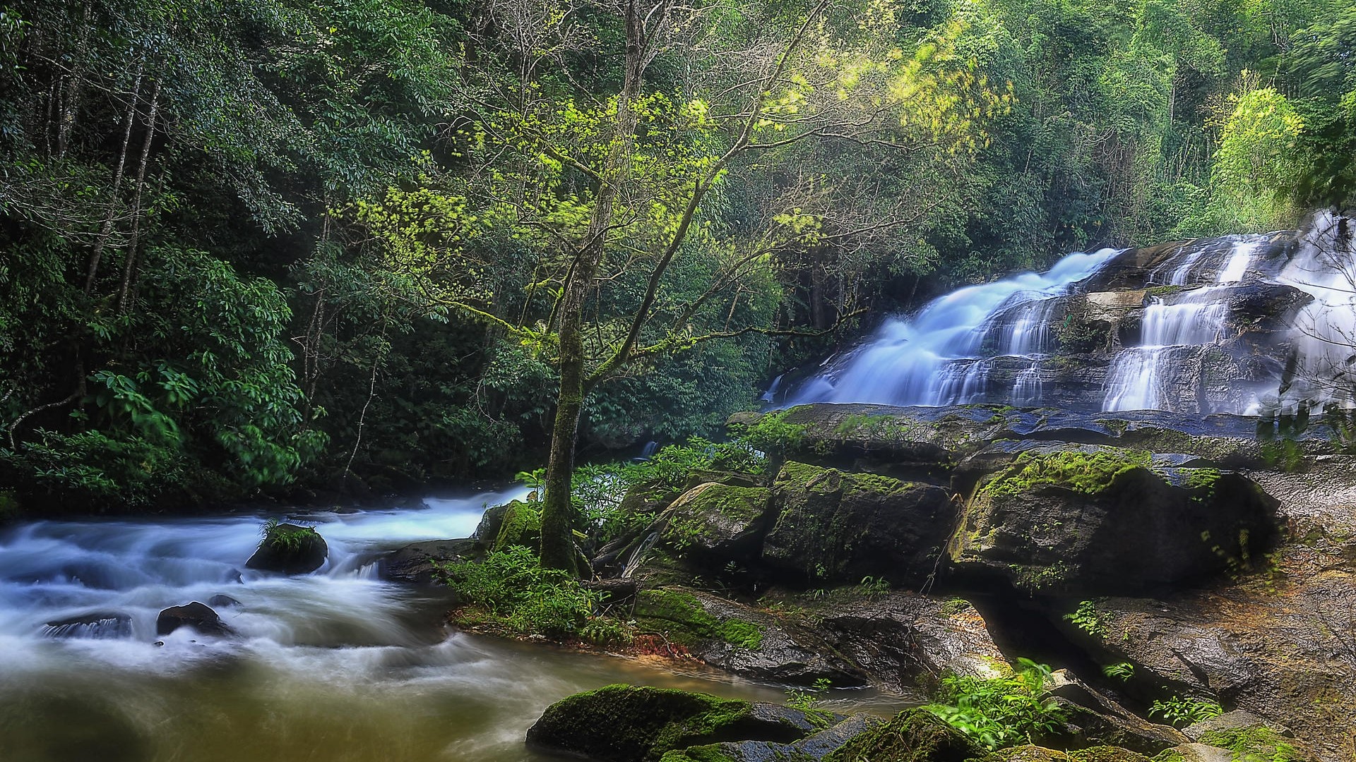 Cascading waterfall in a lush forest HD Wallpaper