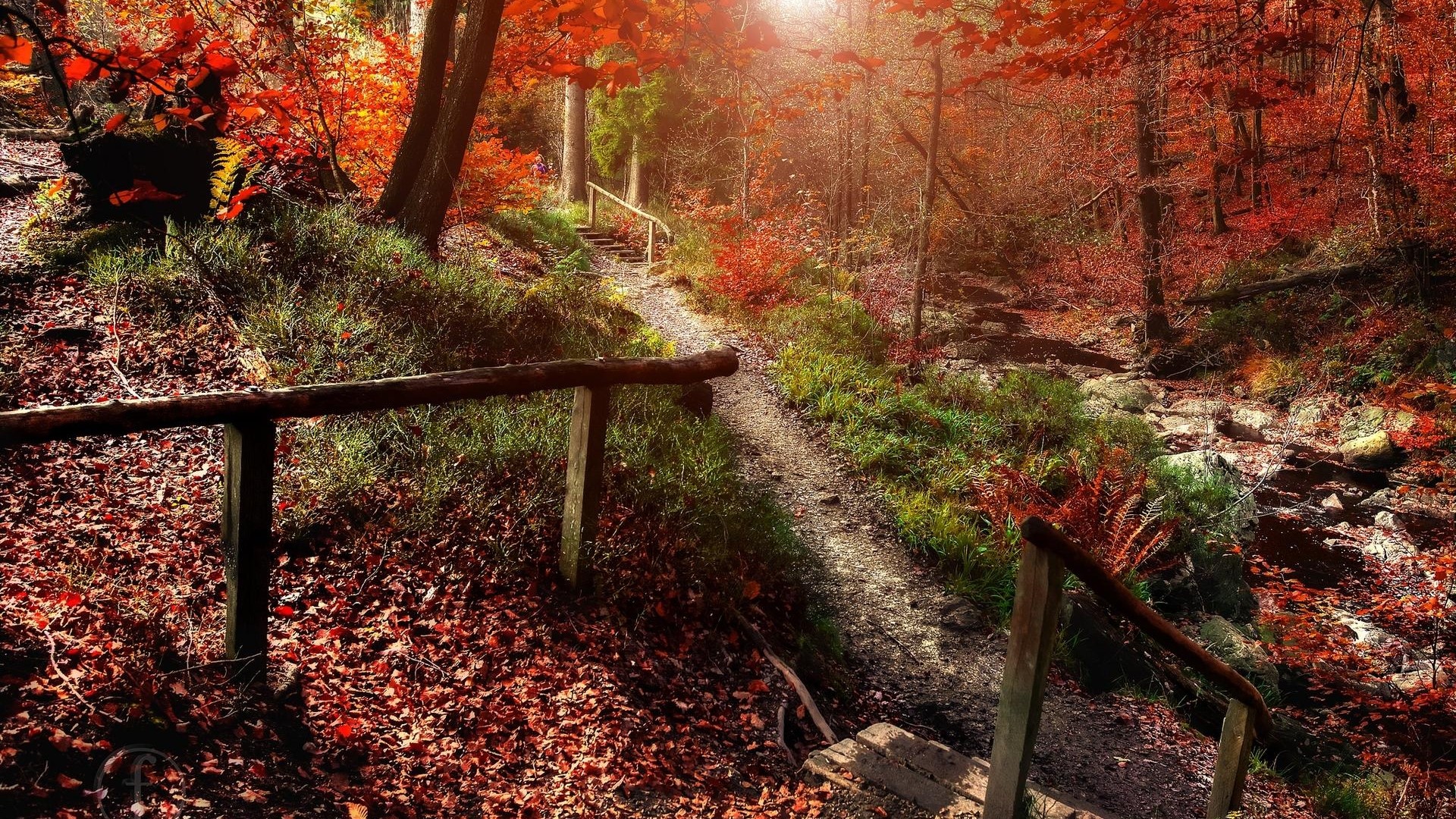 Autumn forest path with wooden railings HD Wallpaper