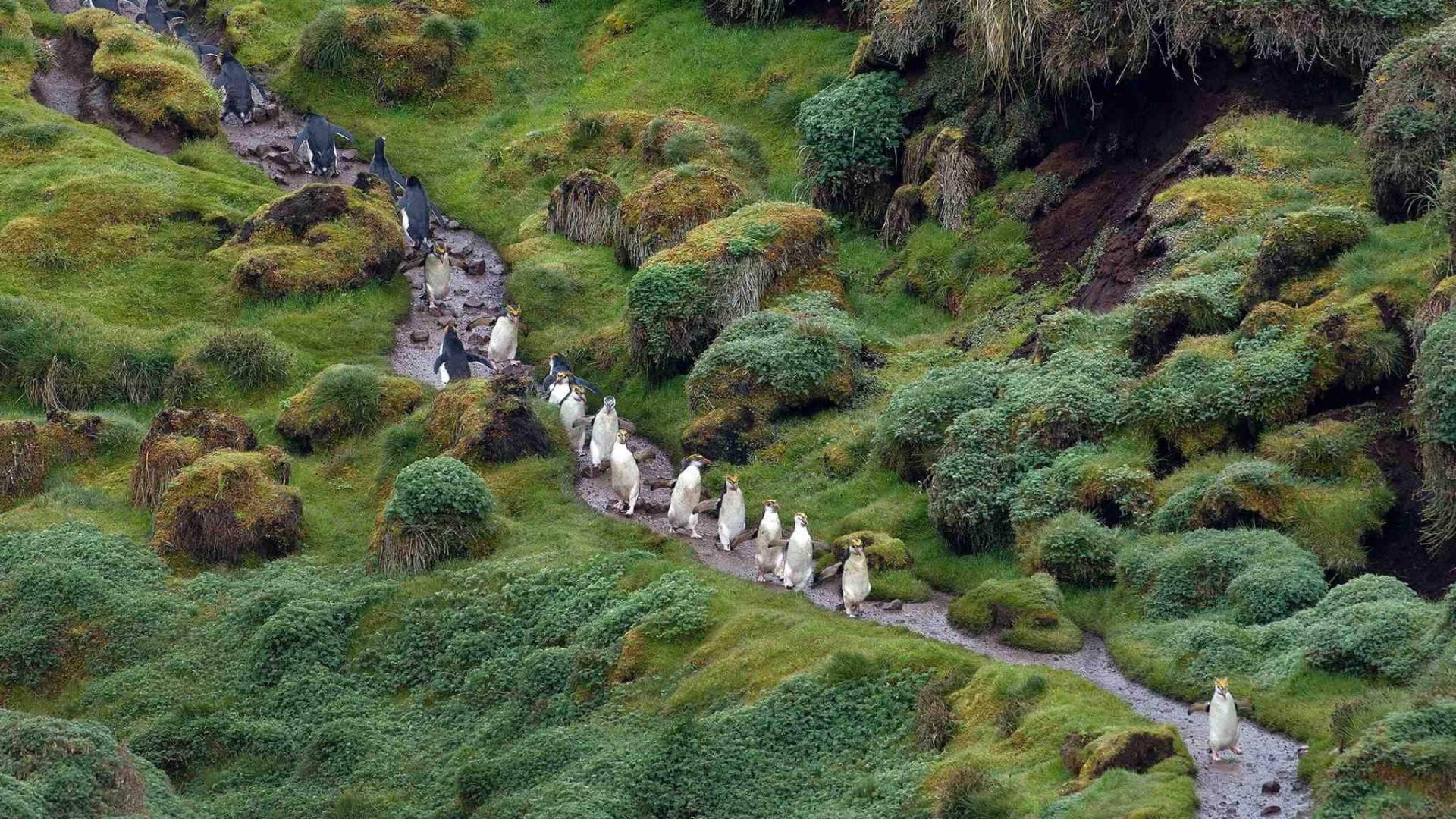 Penguins walking on a grassy path at Cape Le Grand National Park HD Wallpaper
