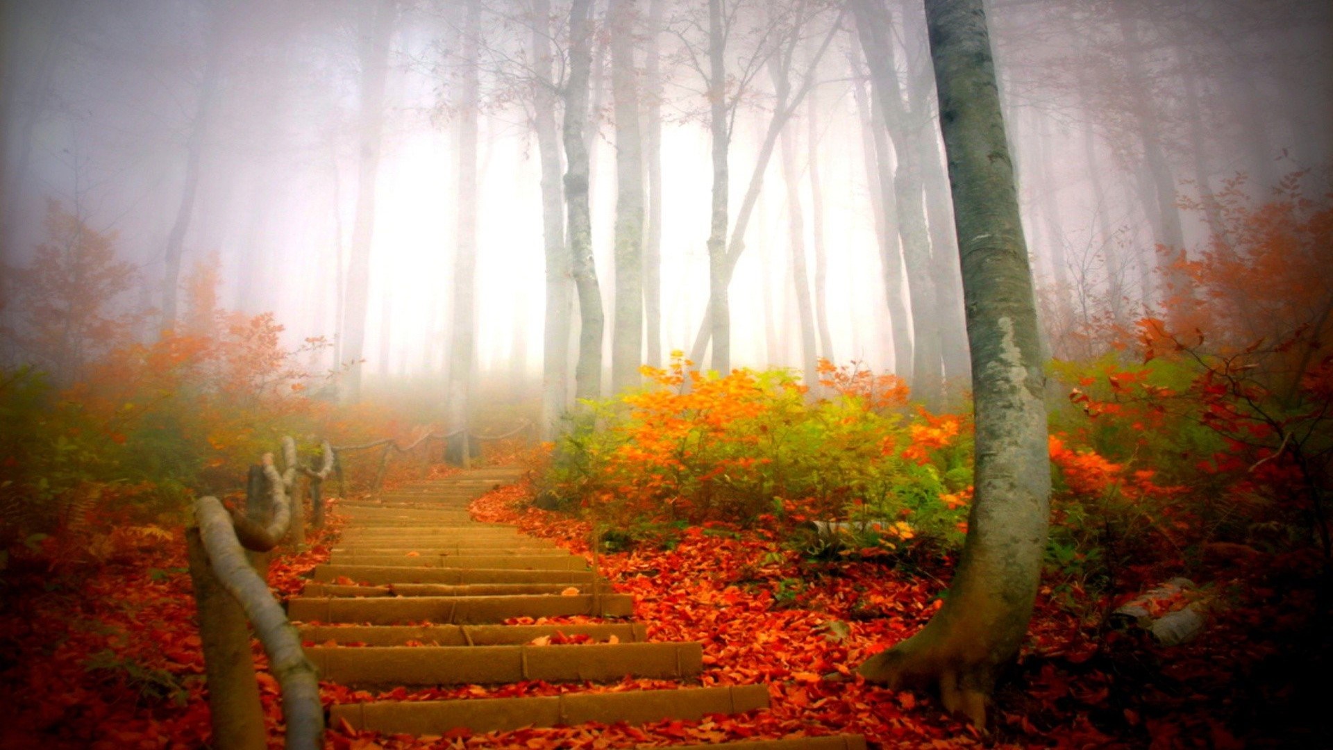 A foggy forest path with autumn leaves and stairs HD Wallpaper