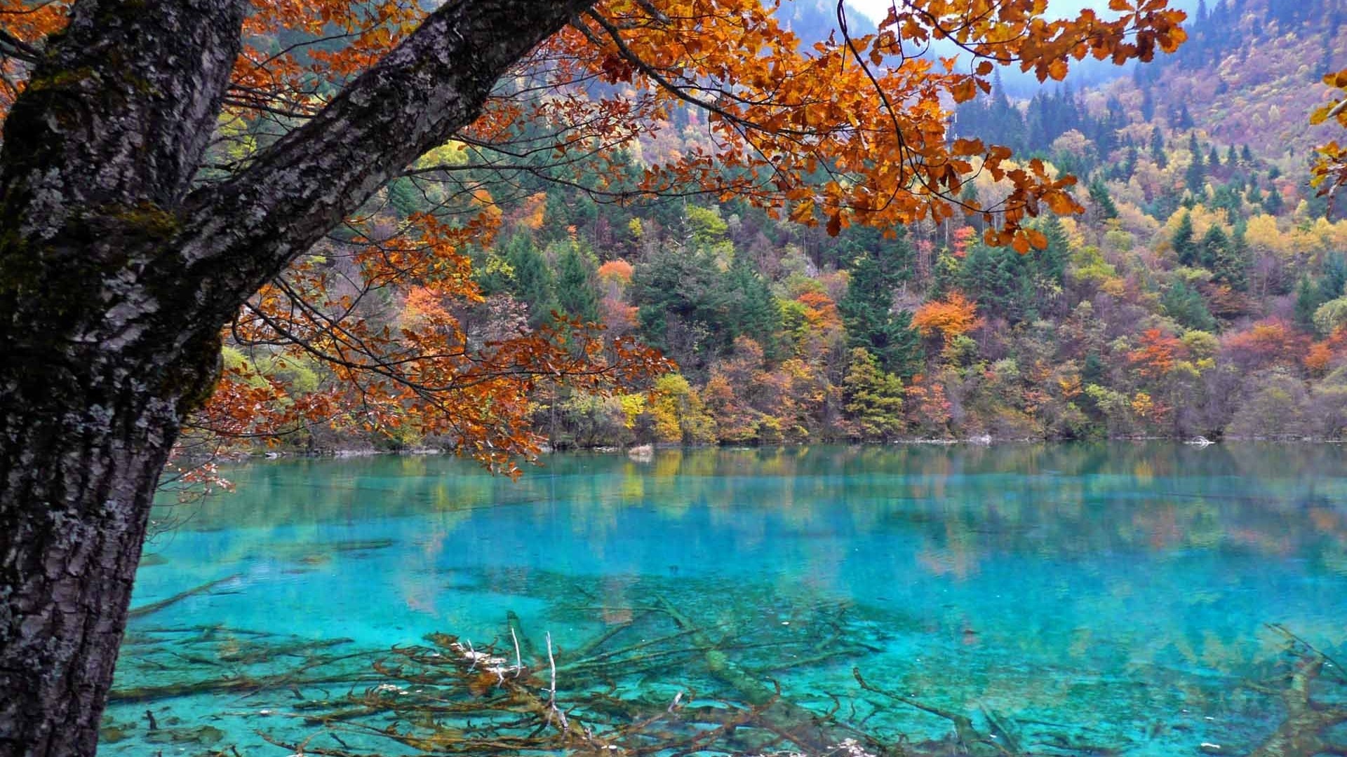 Autumn forest reflected in a turquoise lake HD Wallpaper
