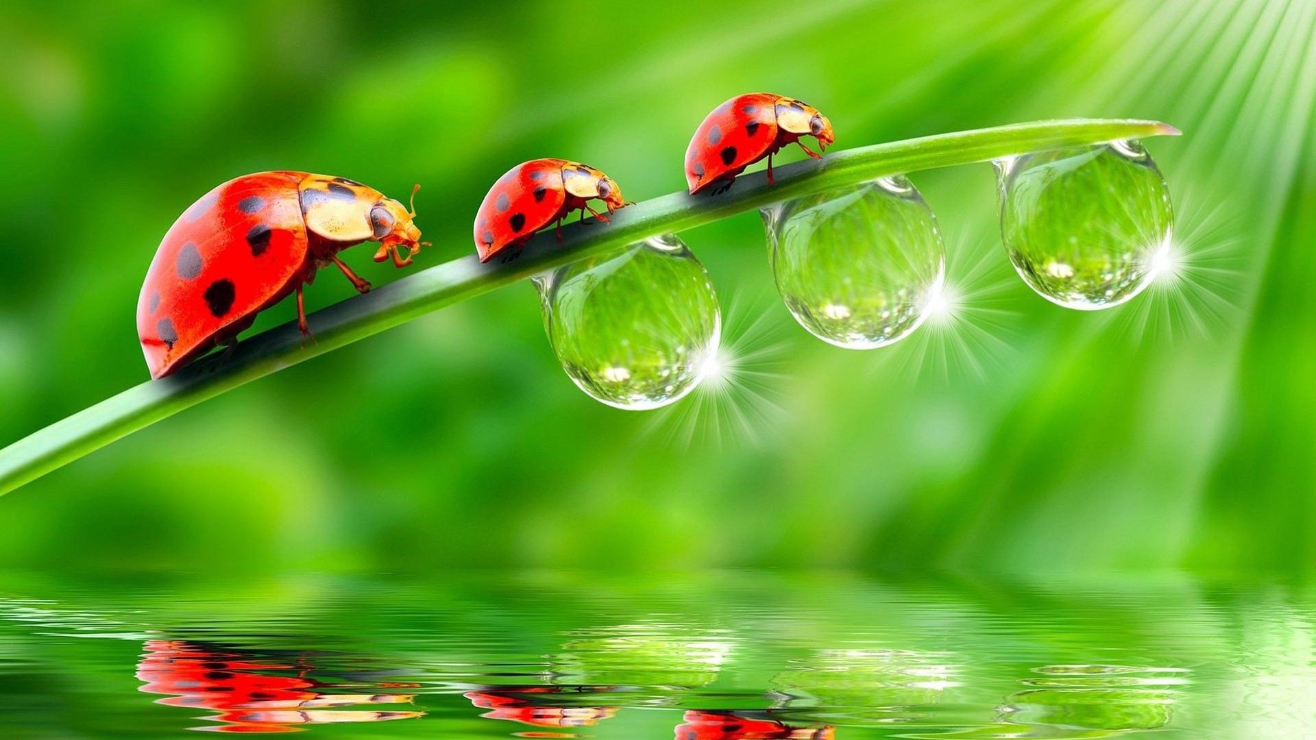 Ladybugs on a blade of grass with water droplets HD Wallpaper
