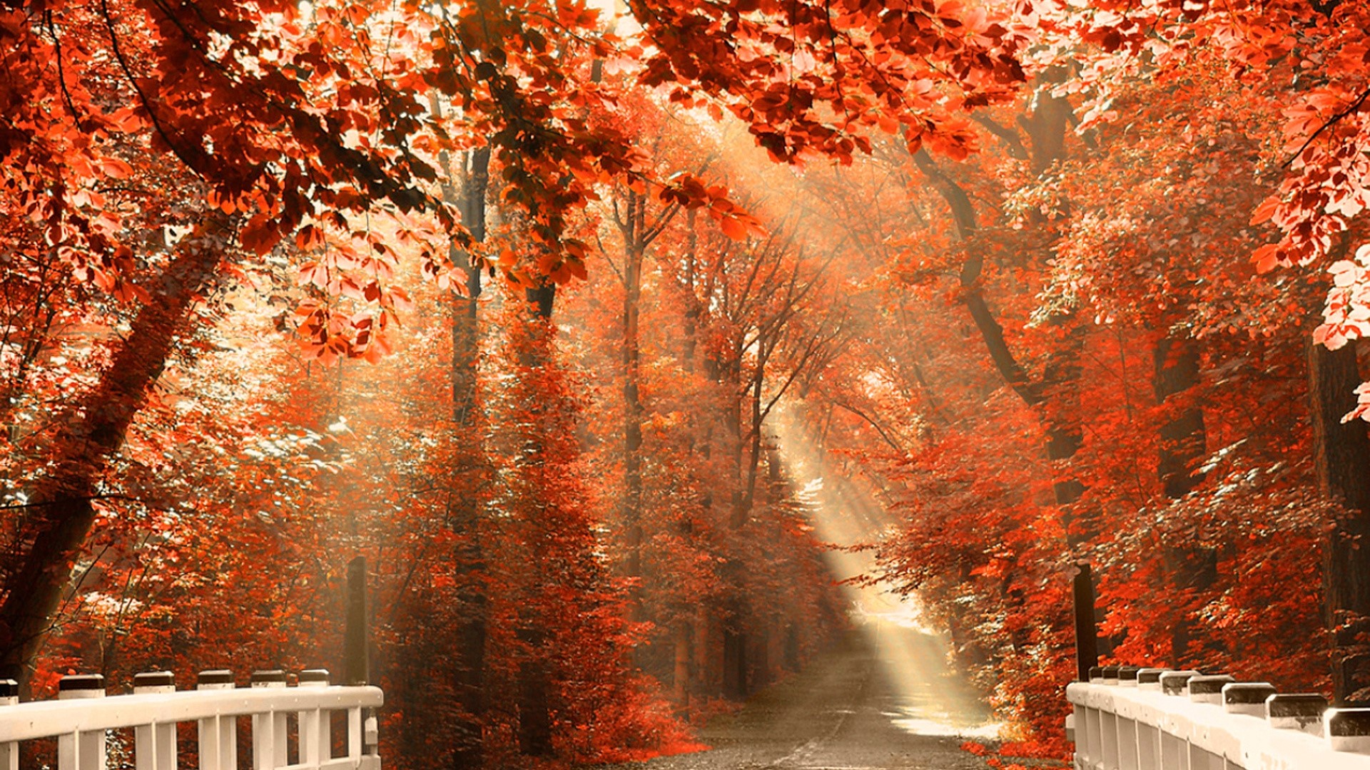 White bridge leading to a forest with red autumn leaves HD Wallpaper
