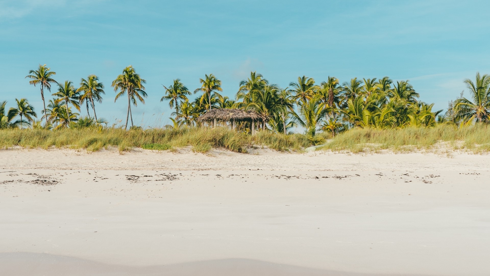 Beach with palm trees and a thatched hut HD Wallpaper