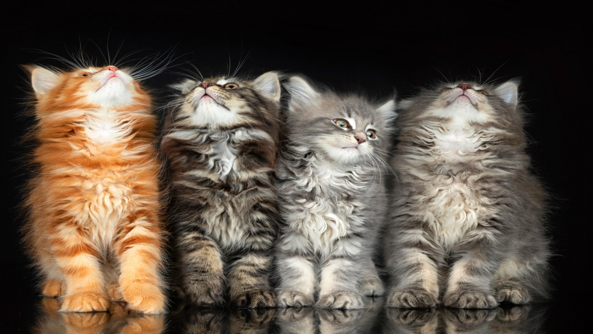 Four Fluffy Kittens Looking Up HD Wallpaper