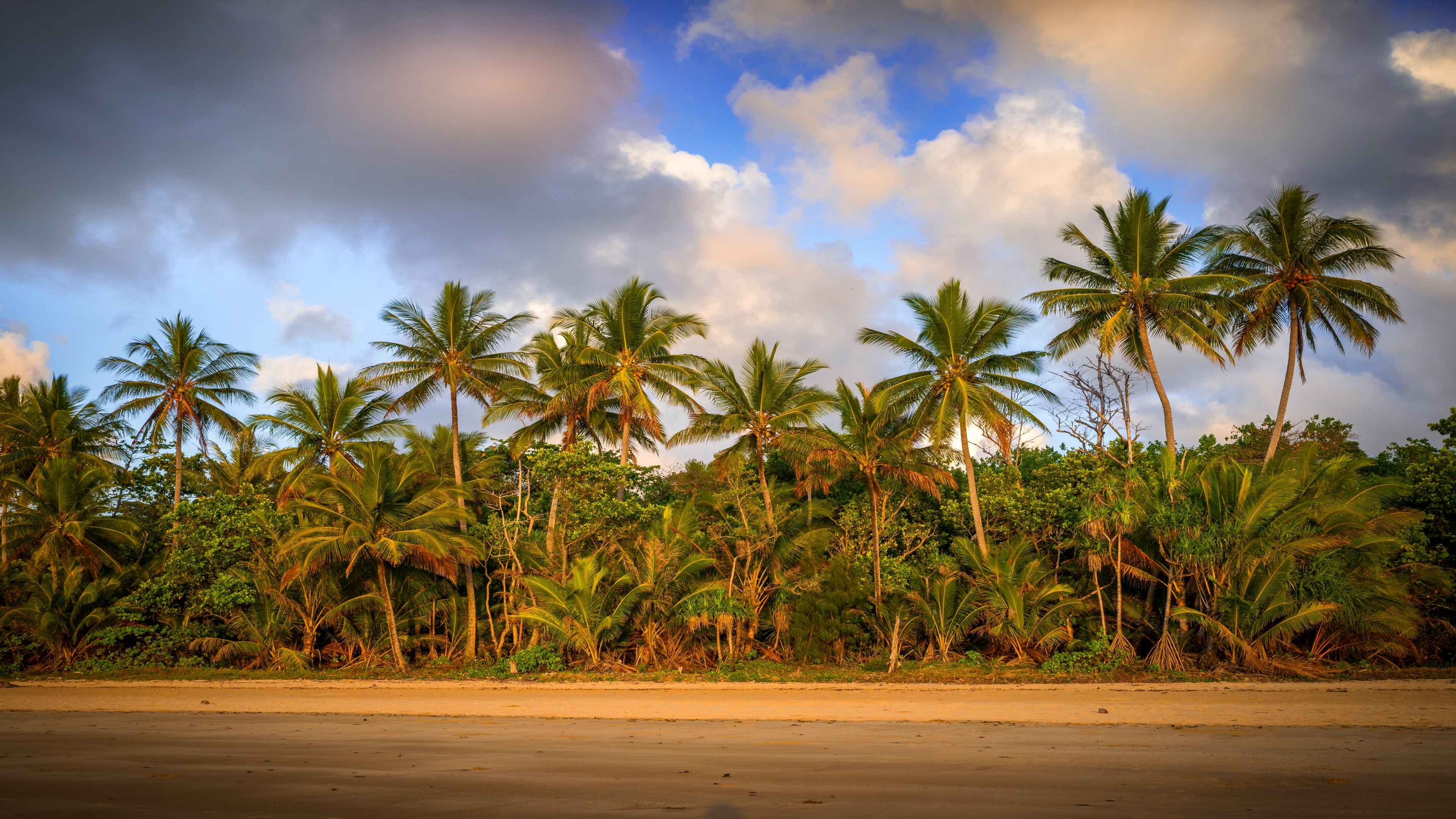 4K Palm trees on a beach HD Wallpaper