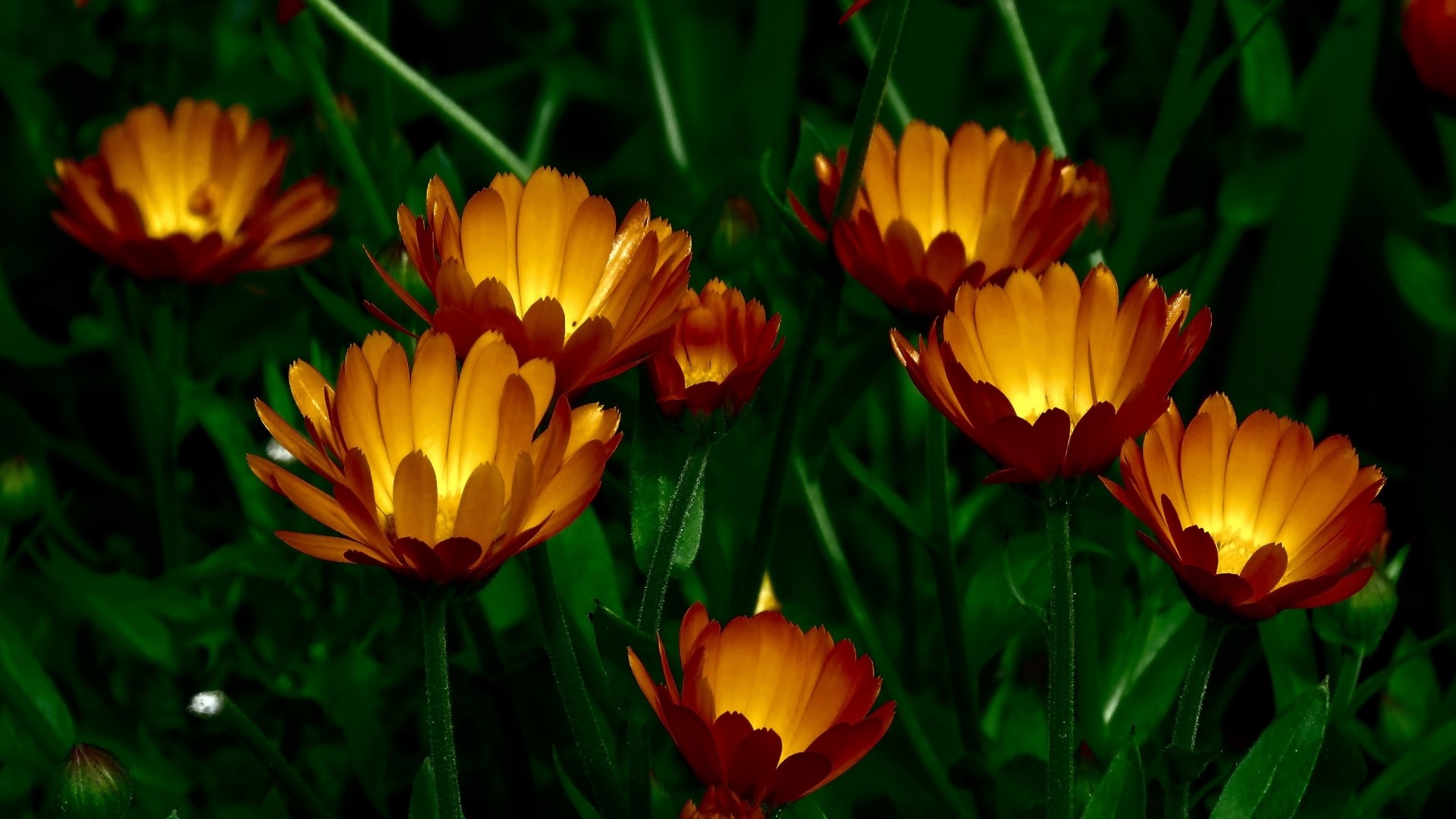 Orange and yellow calendula flowers in green foliage HD Wallpaper