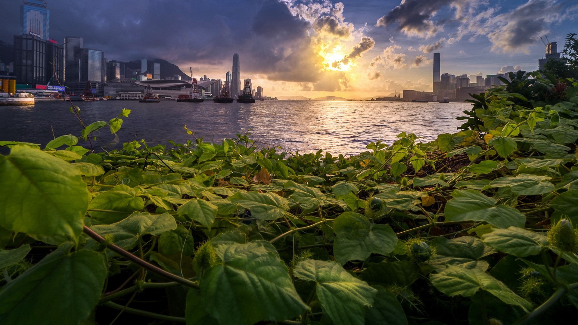 Sunset over Hong Kong harbor with foreground foliage HD Wallpaper