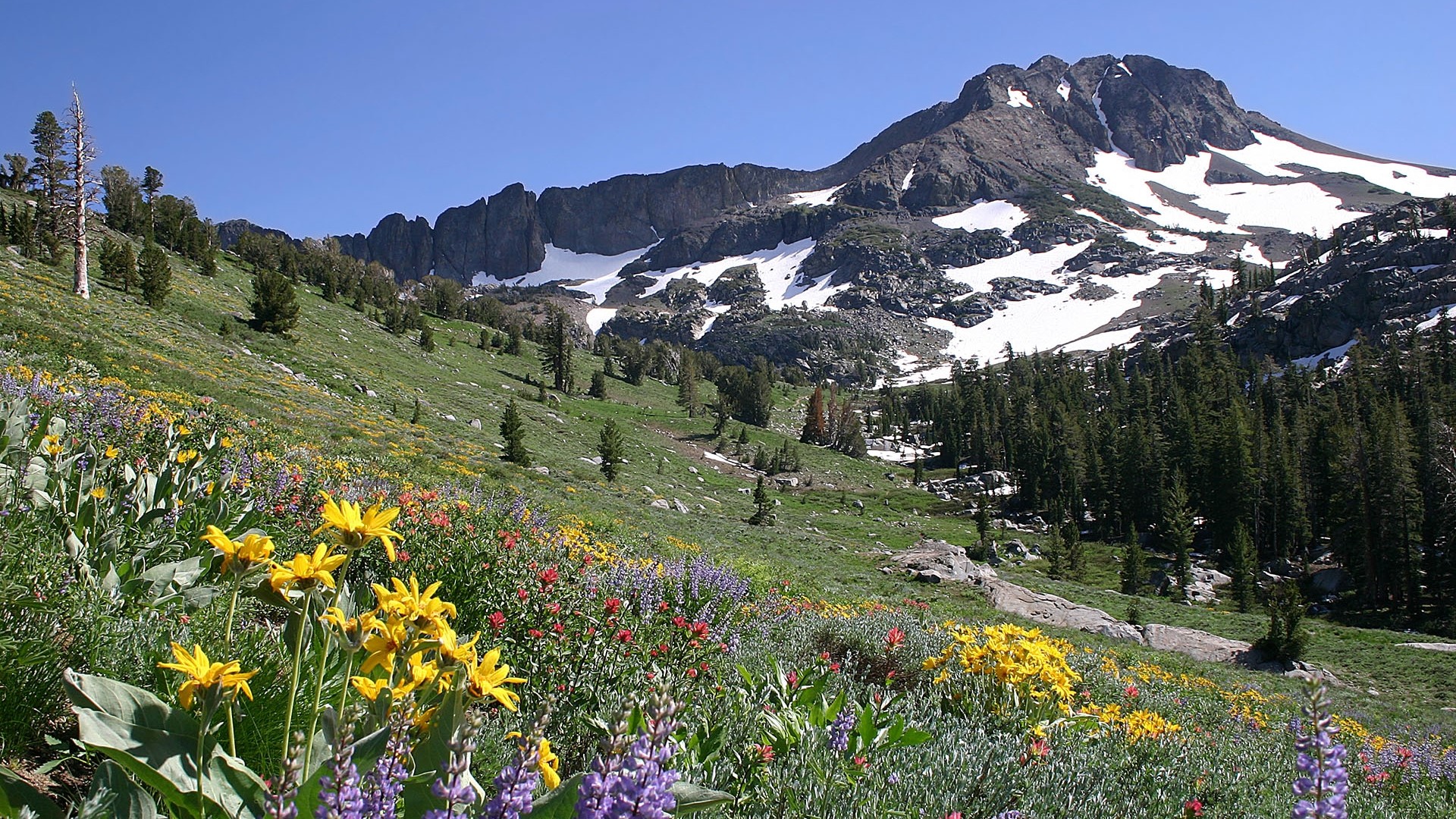 Wildflowers on a Mountain Slope with Snow-Capped Peaks HD Wallpaper