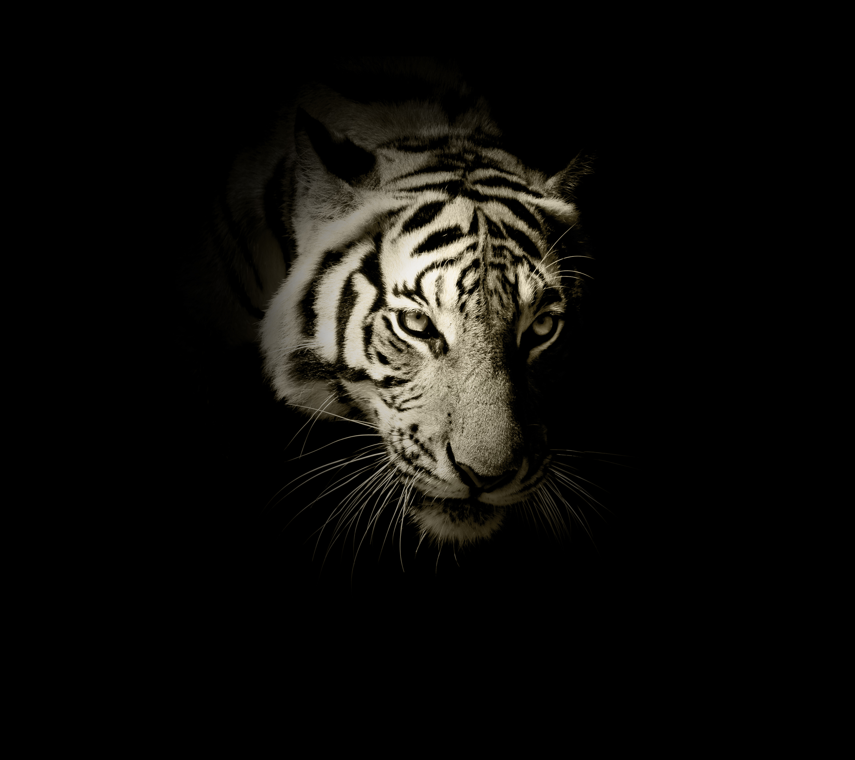 Close-up of a white tiger's face in darkness HD Wallpaper