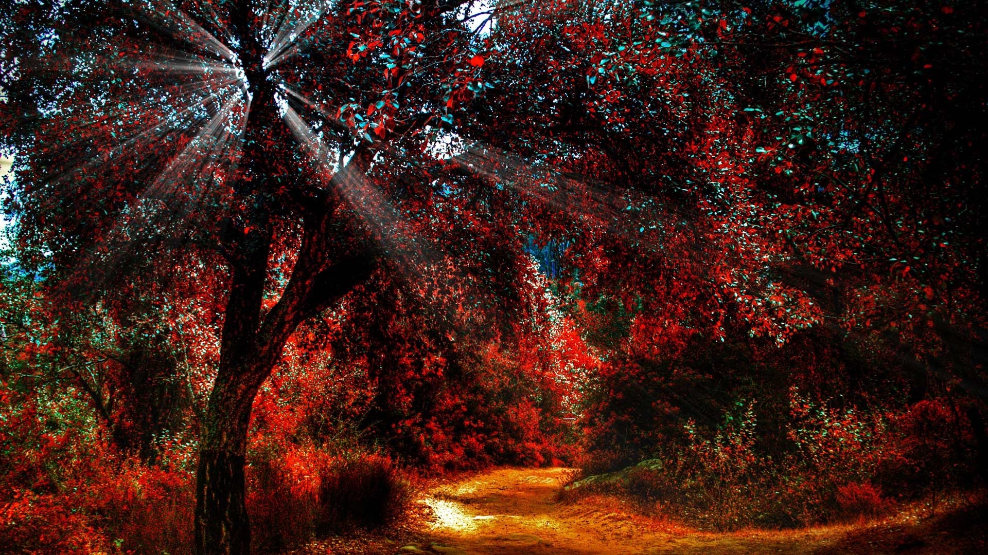 Sunbeams through a reddish forest path HD Wallpaper