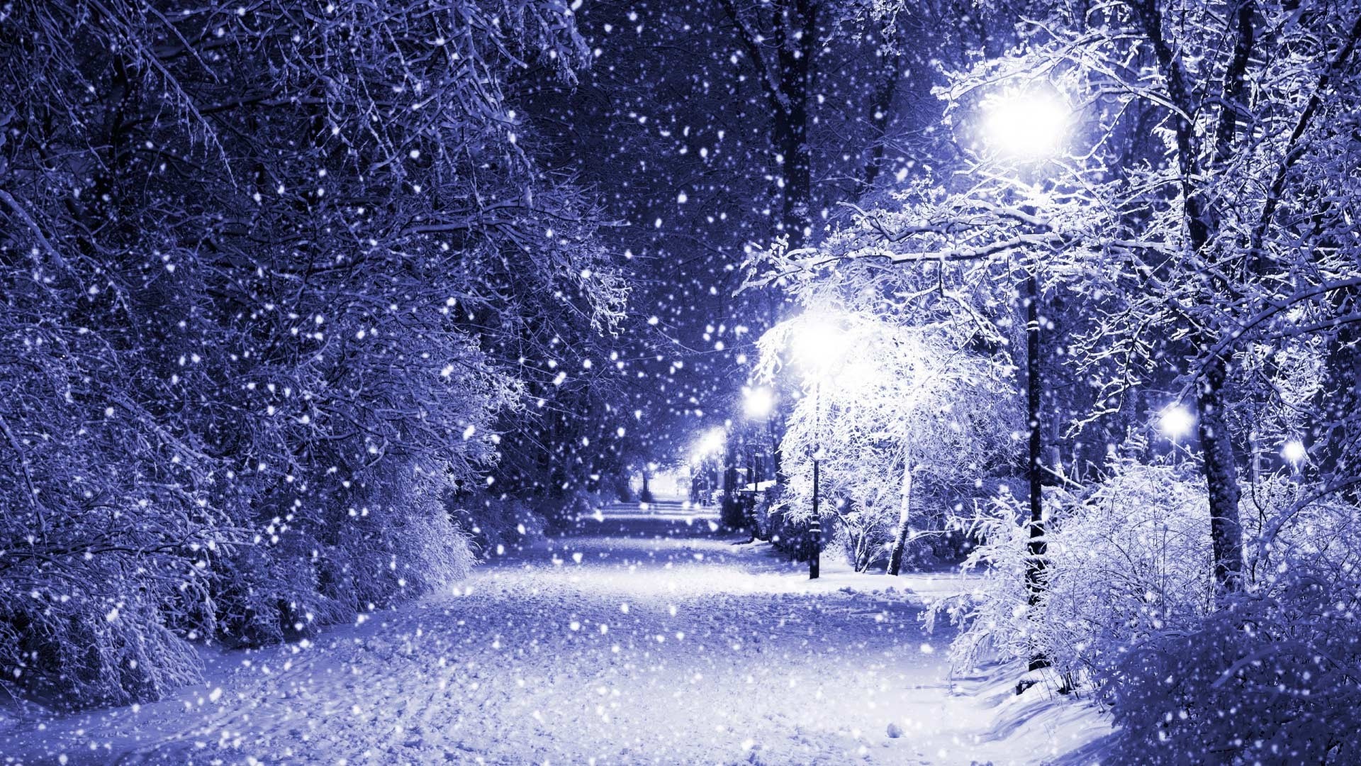 Night winter park with snow falling HD Wallpaper