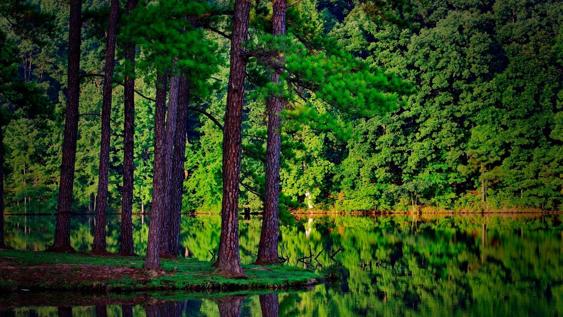 Tall pine trees reflected in a calm lake surrounded by forest HD Wallpaper