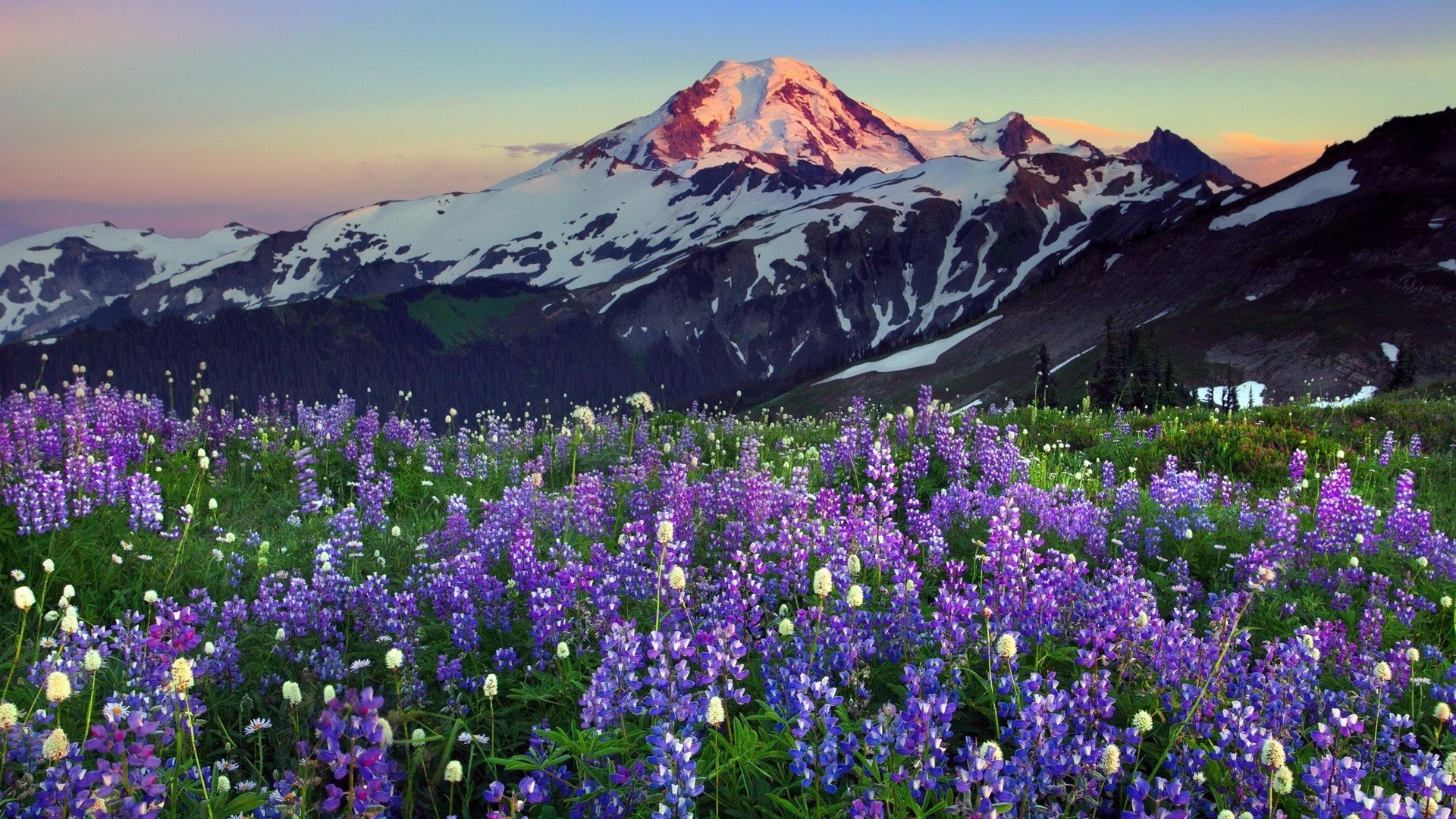Field of Lupins with Snow-Capped Mountains HD Wallpaper