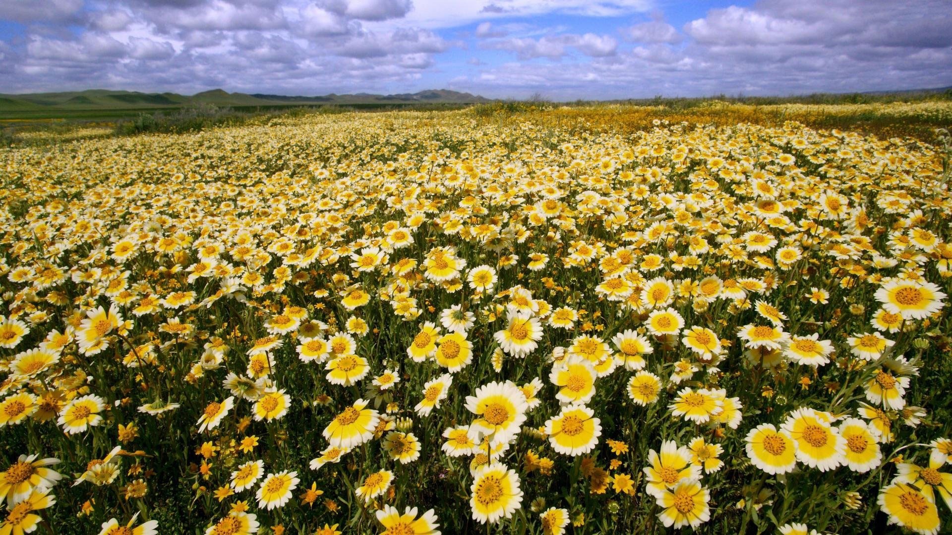 Field of yellow and white daisies under a cloudy sky HD Wallpaper