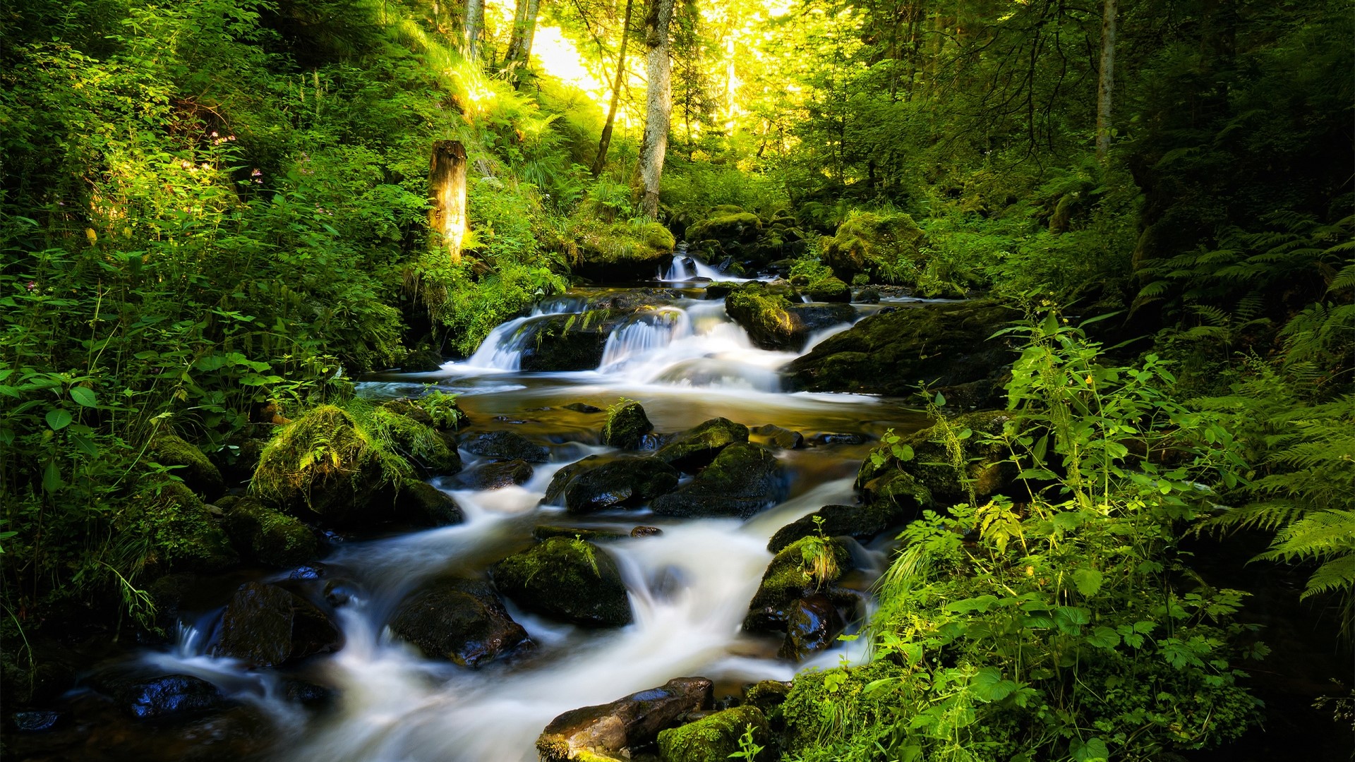 Waterfall in a lush green forest HD Wallpaper