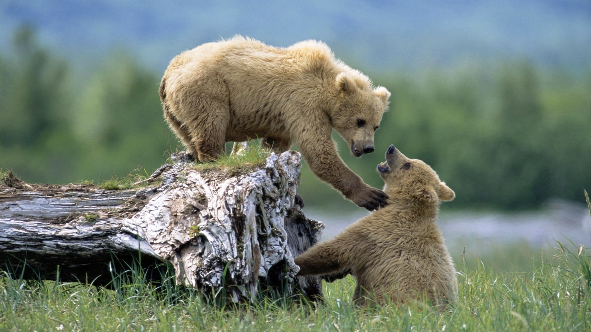 Two brown bear cubs playing on a log HD Wallpaper