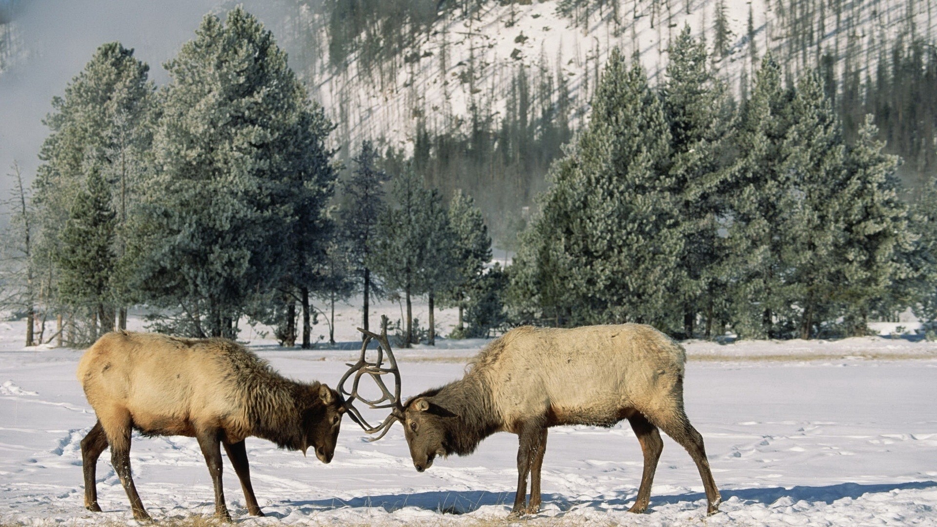 Two elk sparring in a snowy forest HD Wallpaper