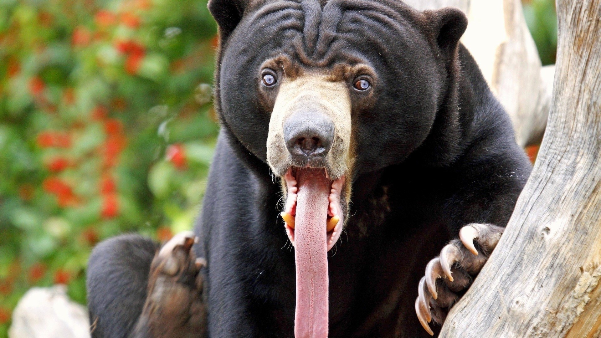 Sun Bear with Extended Tongue HD Wallpaper