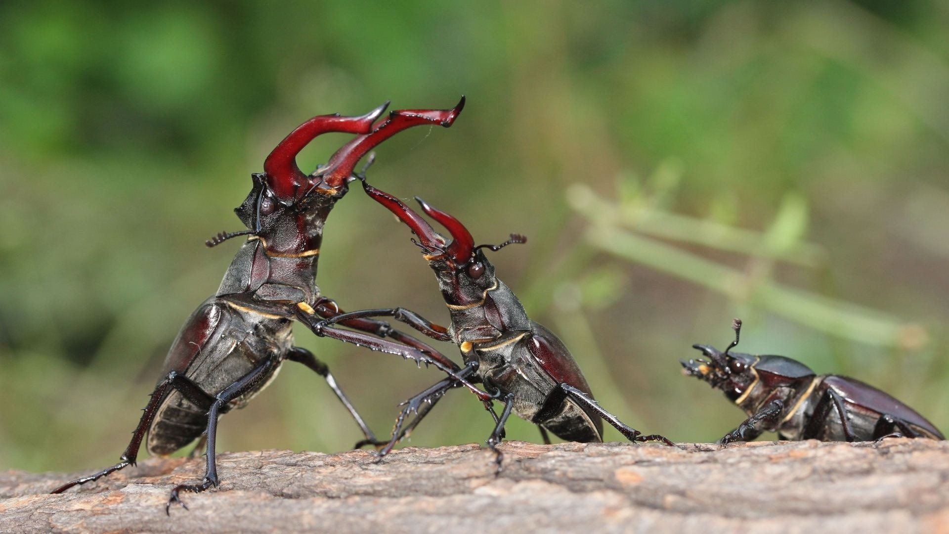 Stag beetles fighting on a log HD Wallpaper