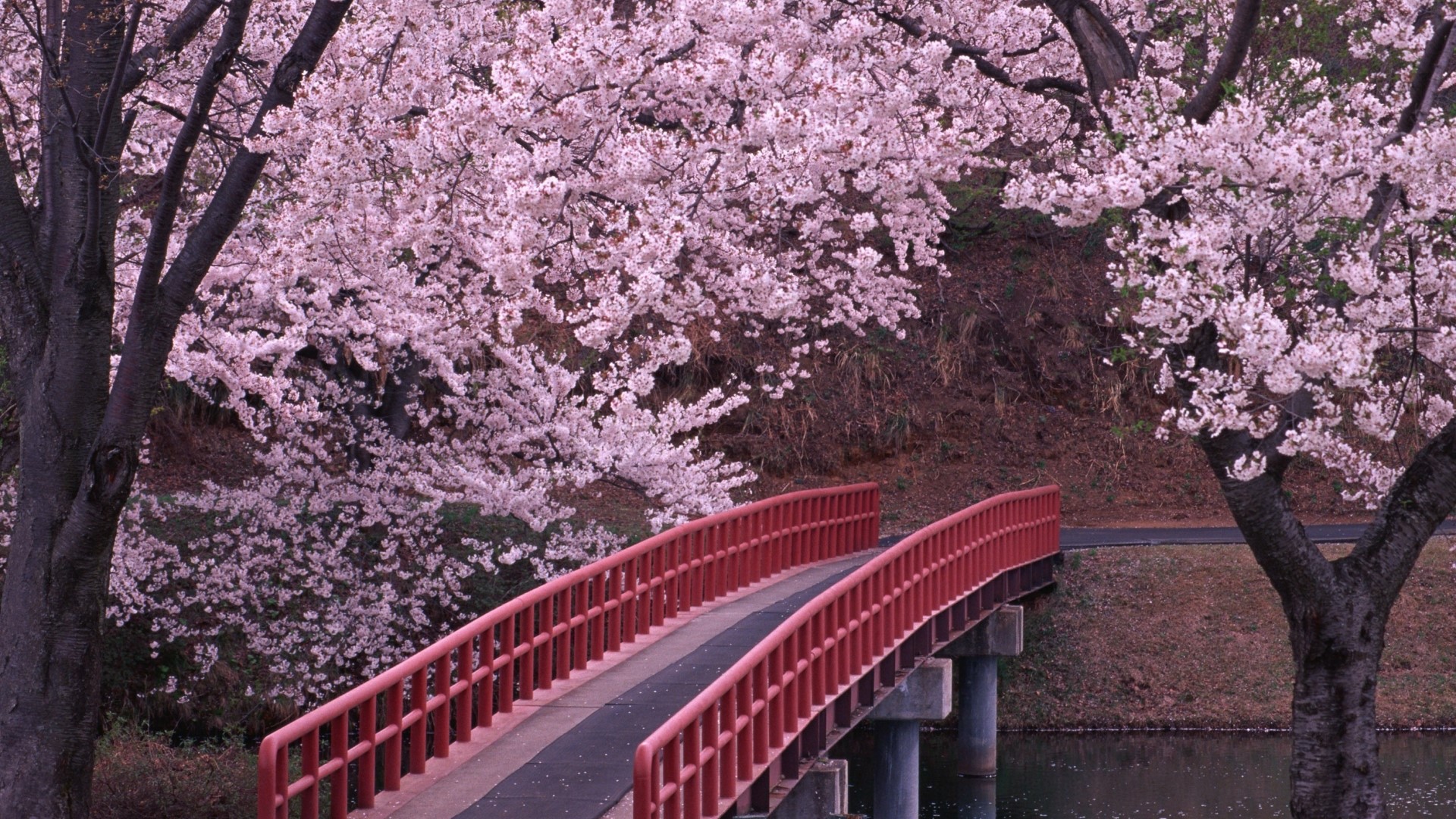 Red bridge under cherry blossoms in Japanese park HD Wallpaper