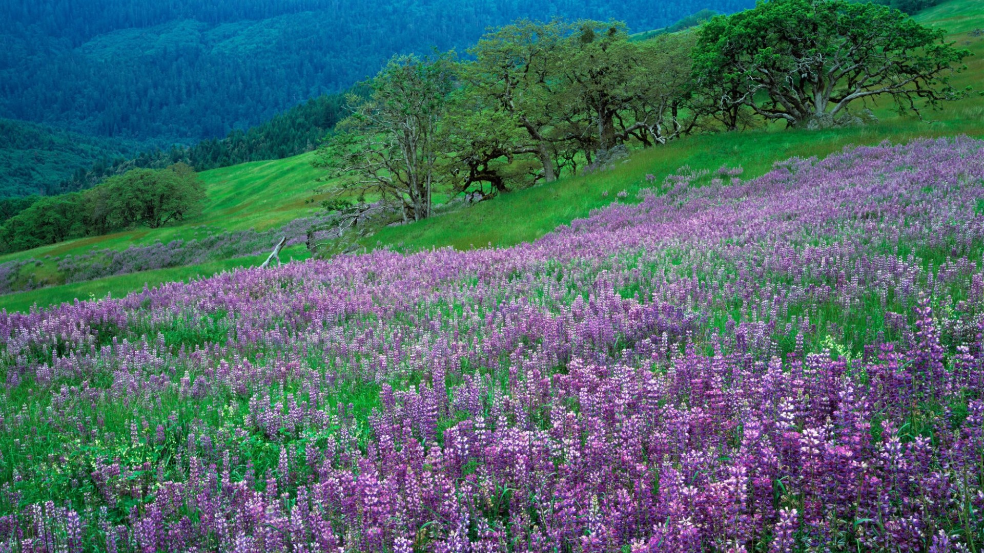 Purple lupine flowers on a grassy hillside HD Wallpaper