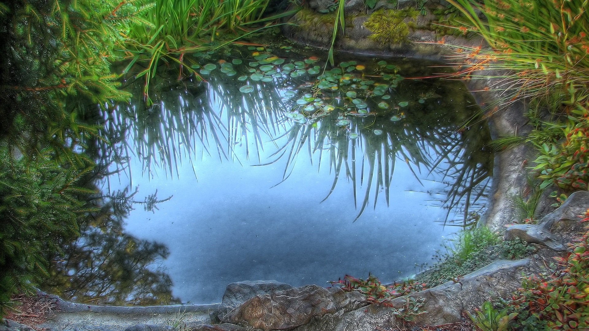 Small pond with water lilies and reflections HD Wallpaper