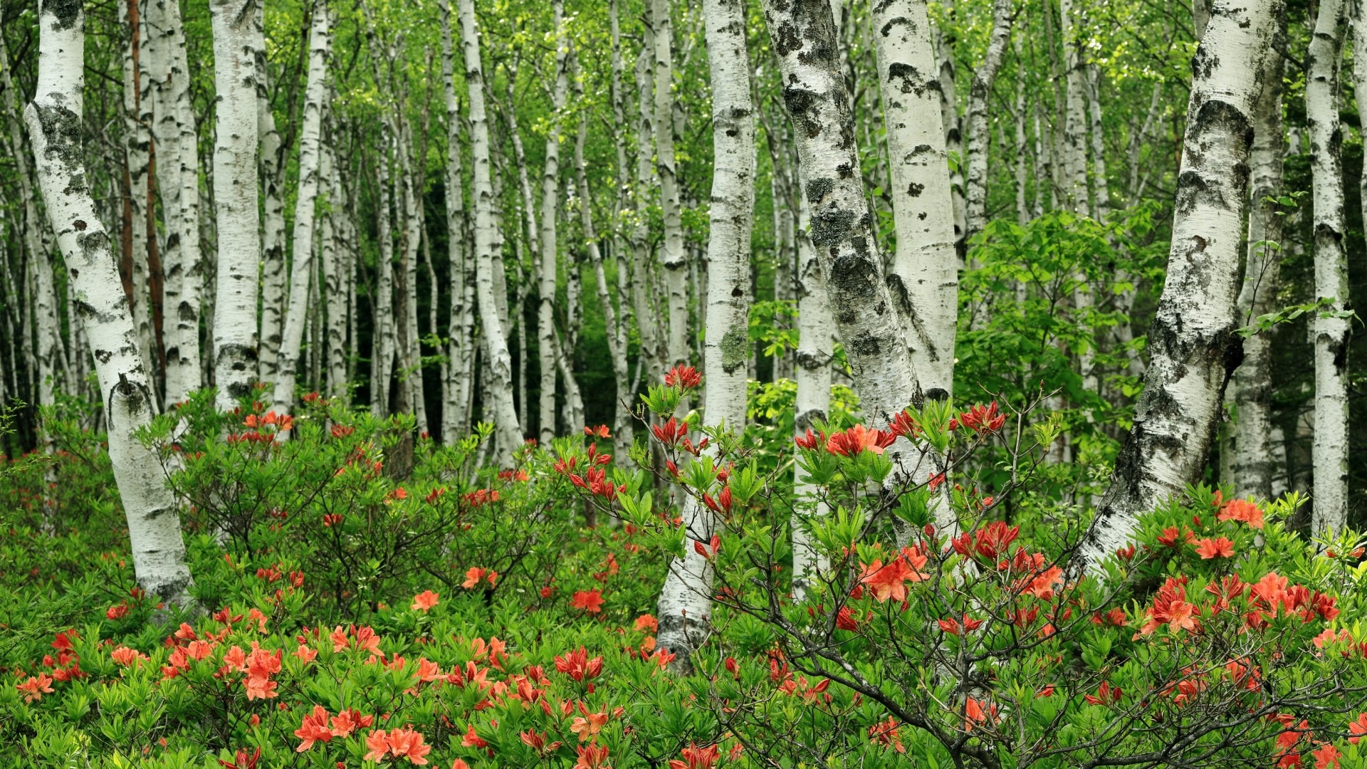 Birch forest with orange azaleas HD Wallpaper