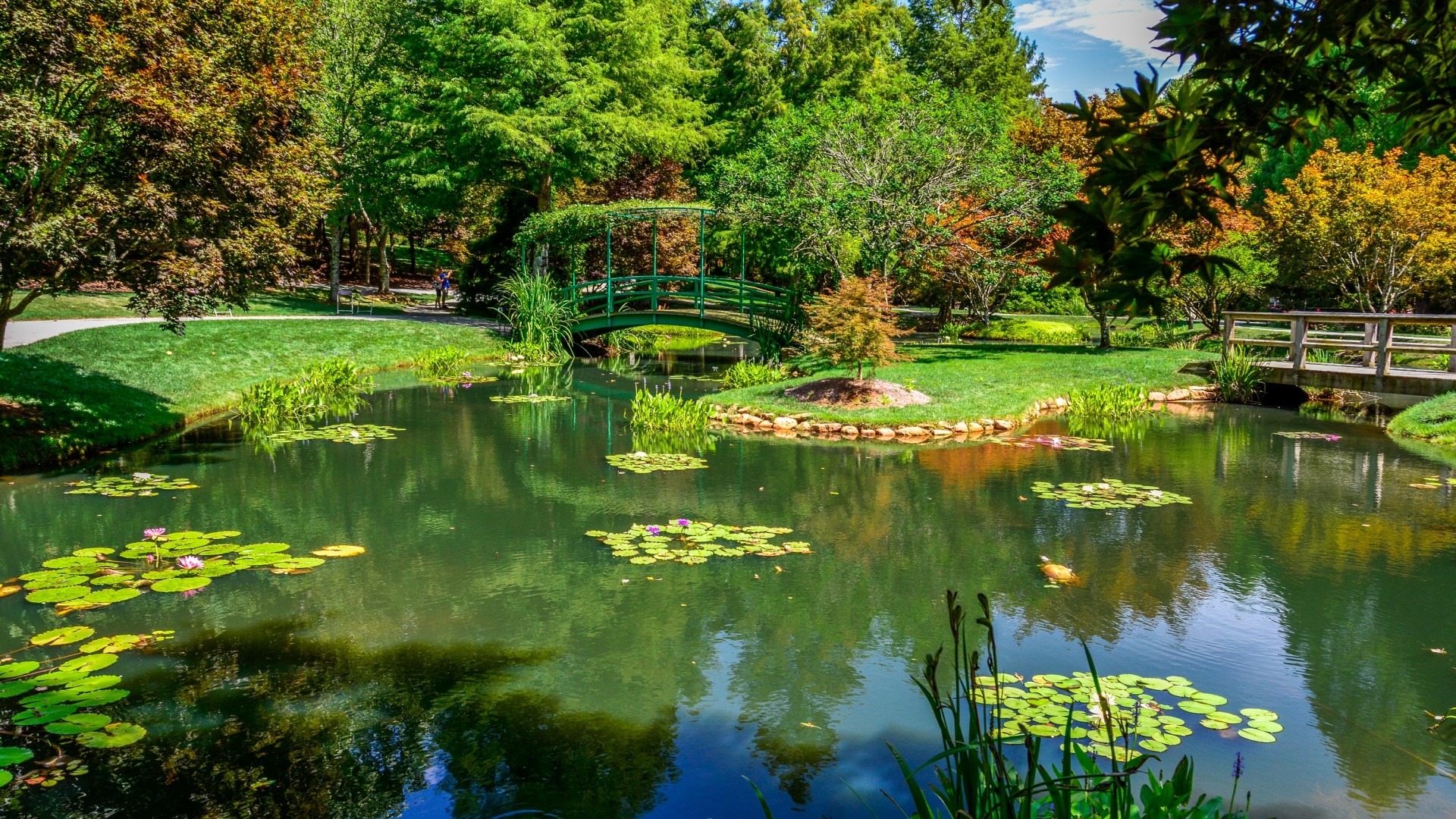 Pond with bridges and lily pads in a park HD Wallpaper