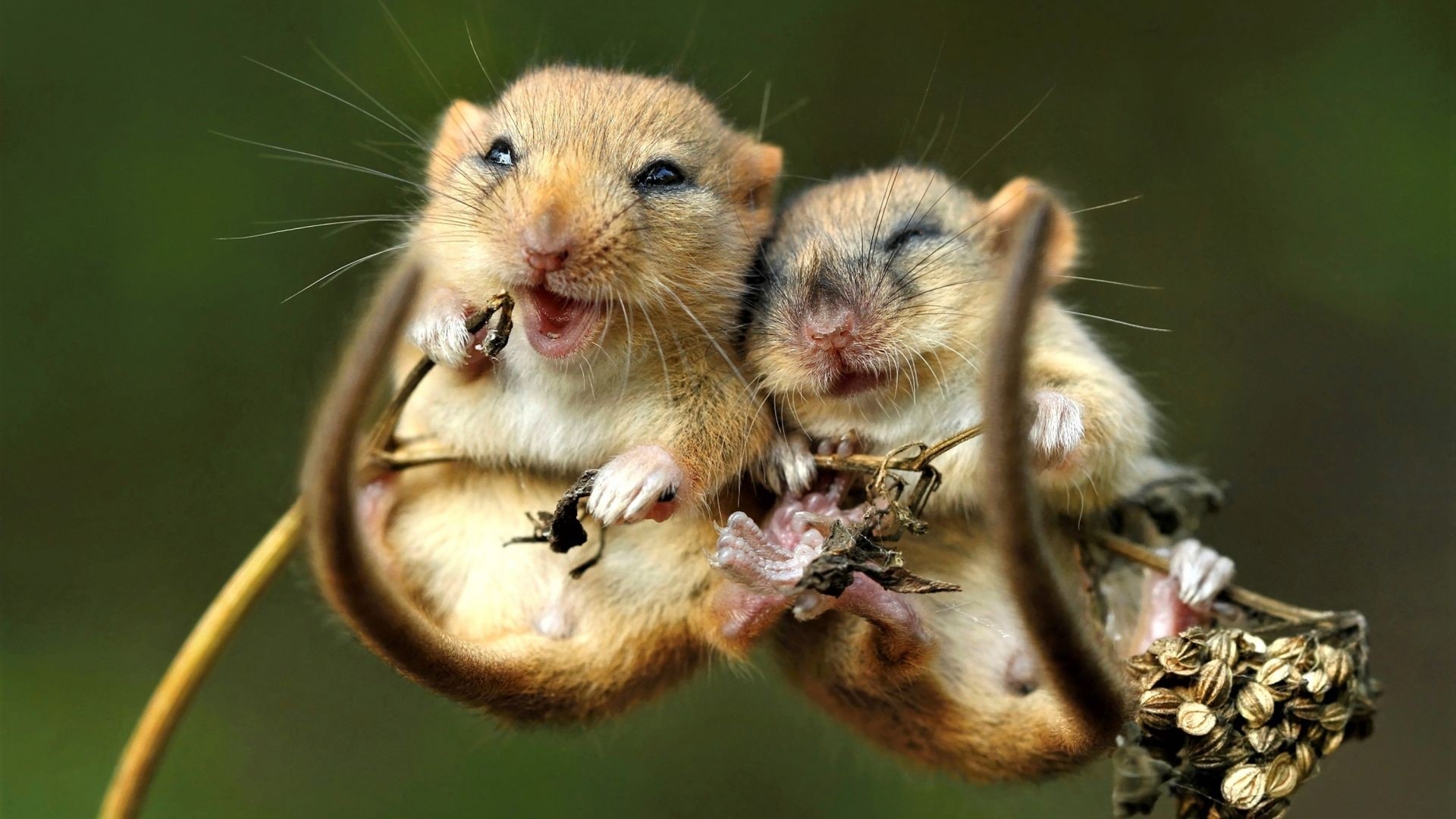 Two dormice eating on a branch HD Wallpaper