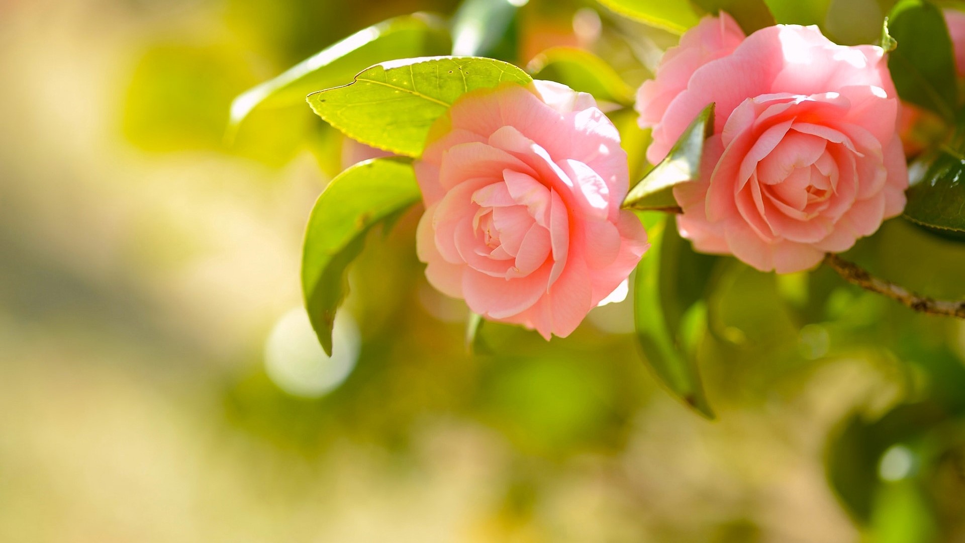 Pink Camellia Flowers with Green Leaves HD Wallpaper