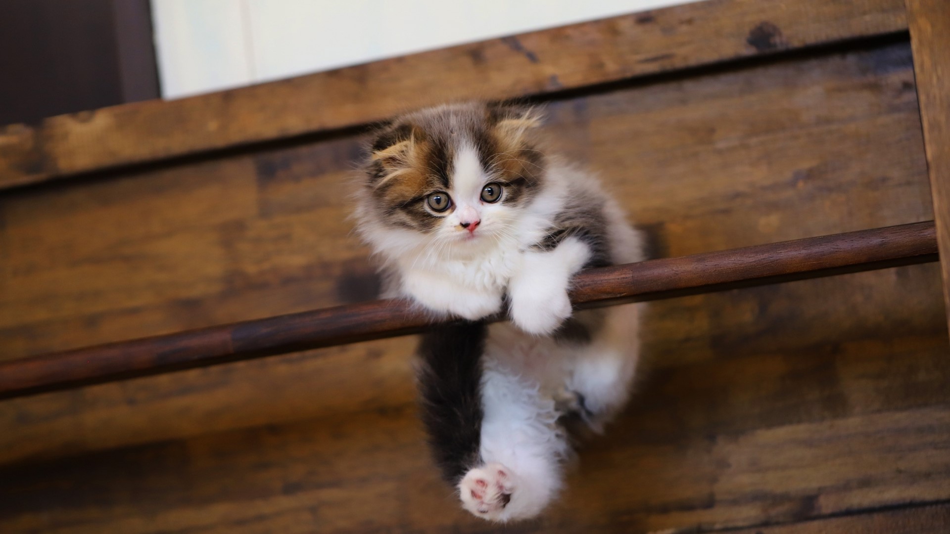 Fluffy kitten hanging from a wooden bar HD Wallpaper