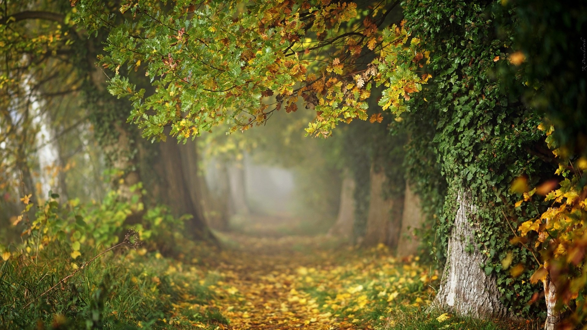 Autumn path through a tree-lined park HD Wallpaper