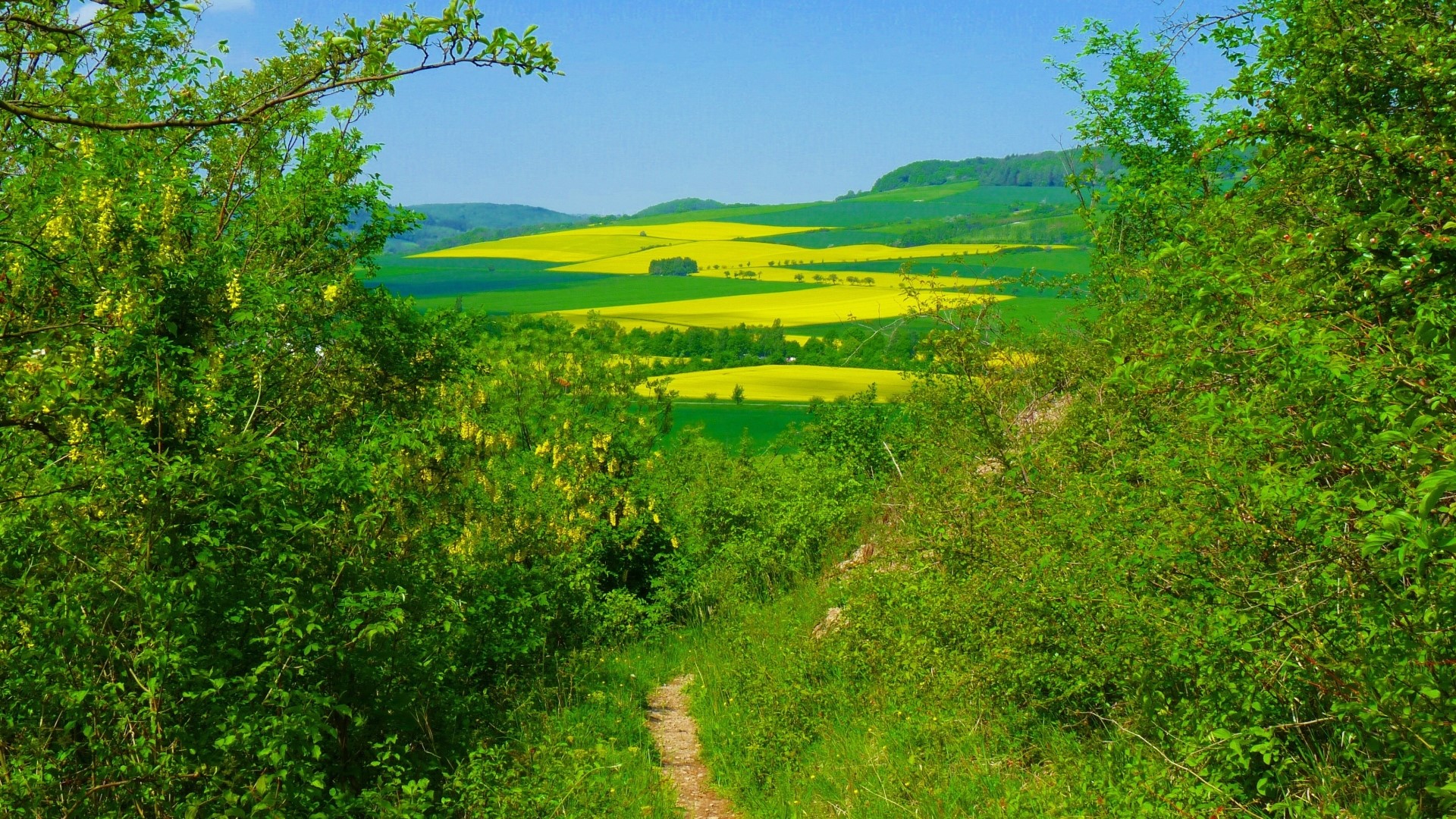Path through green bushes overlooking yellow fields HD Wallpaper