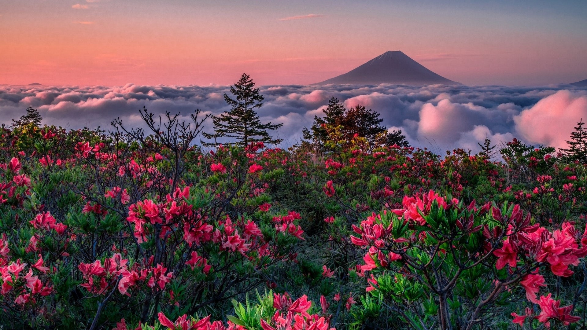 Mount Fuji above clouds with flowers HD Wallpaper
