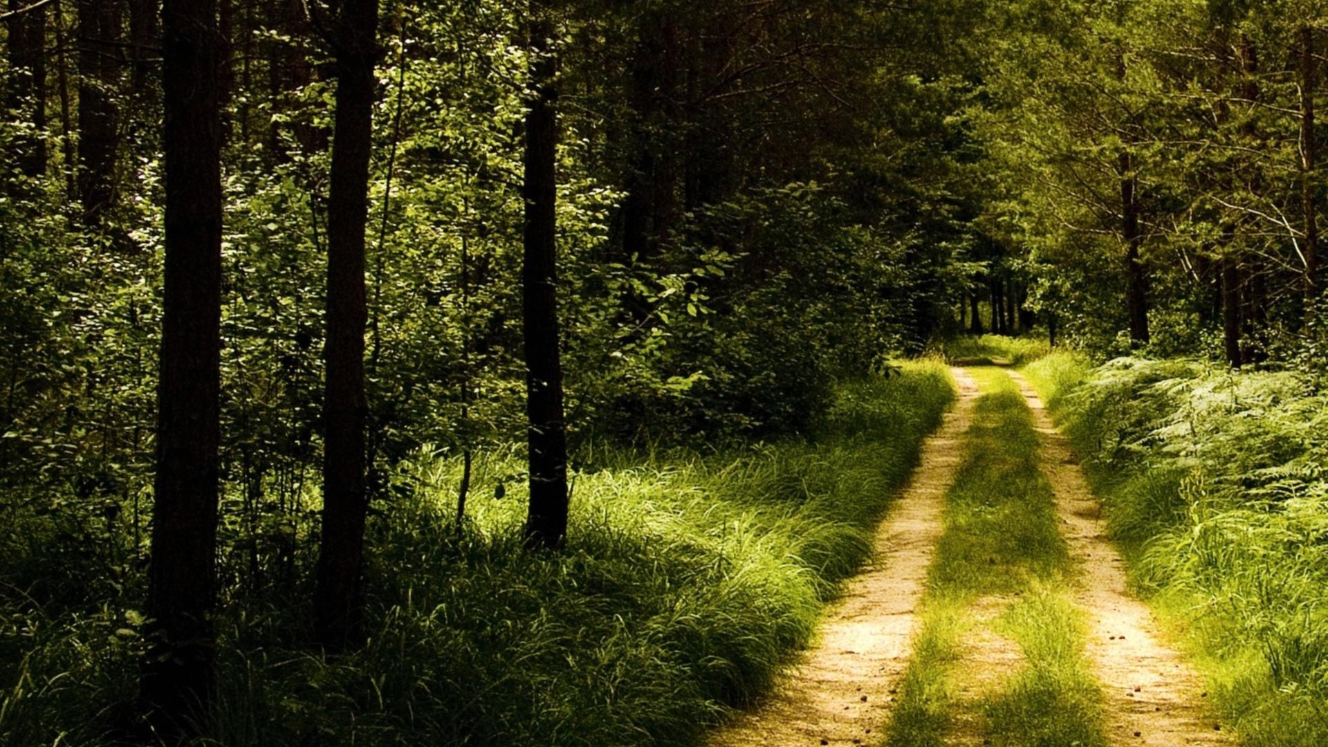 Dirt road through a sunlit forest HD Wallpaper