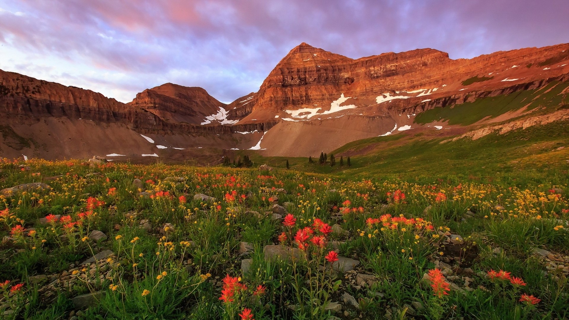 Mountain meadow with wildflowers at sunset HD Wallpaper