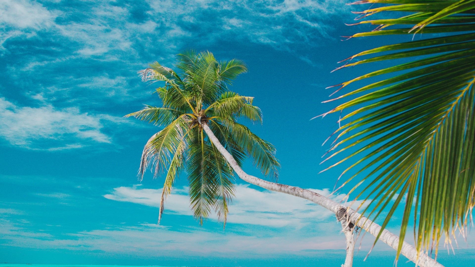 Palm Tree Against Blue Sky HD Wallpaper
