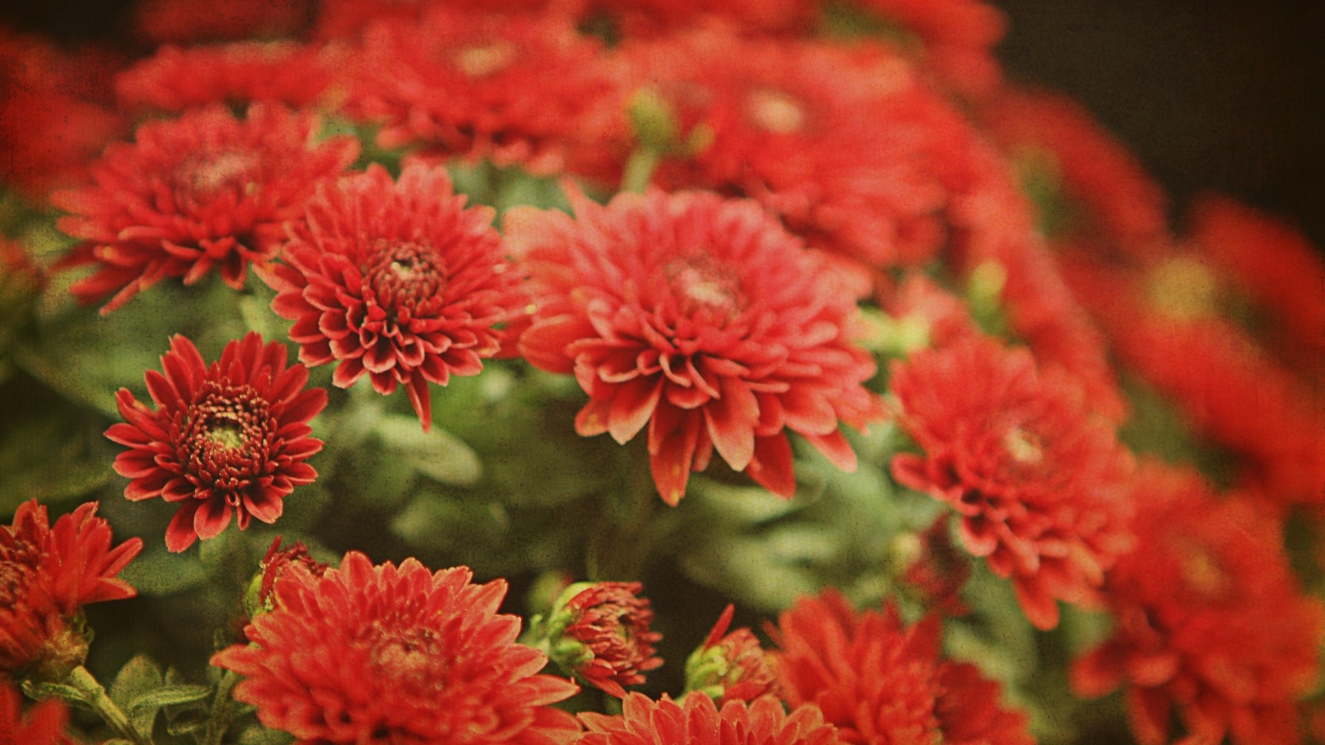 Red Dahlias HD Wallpaper