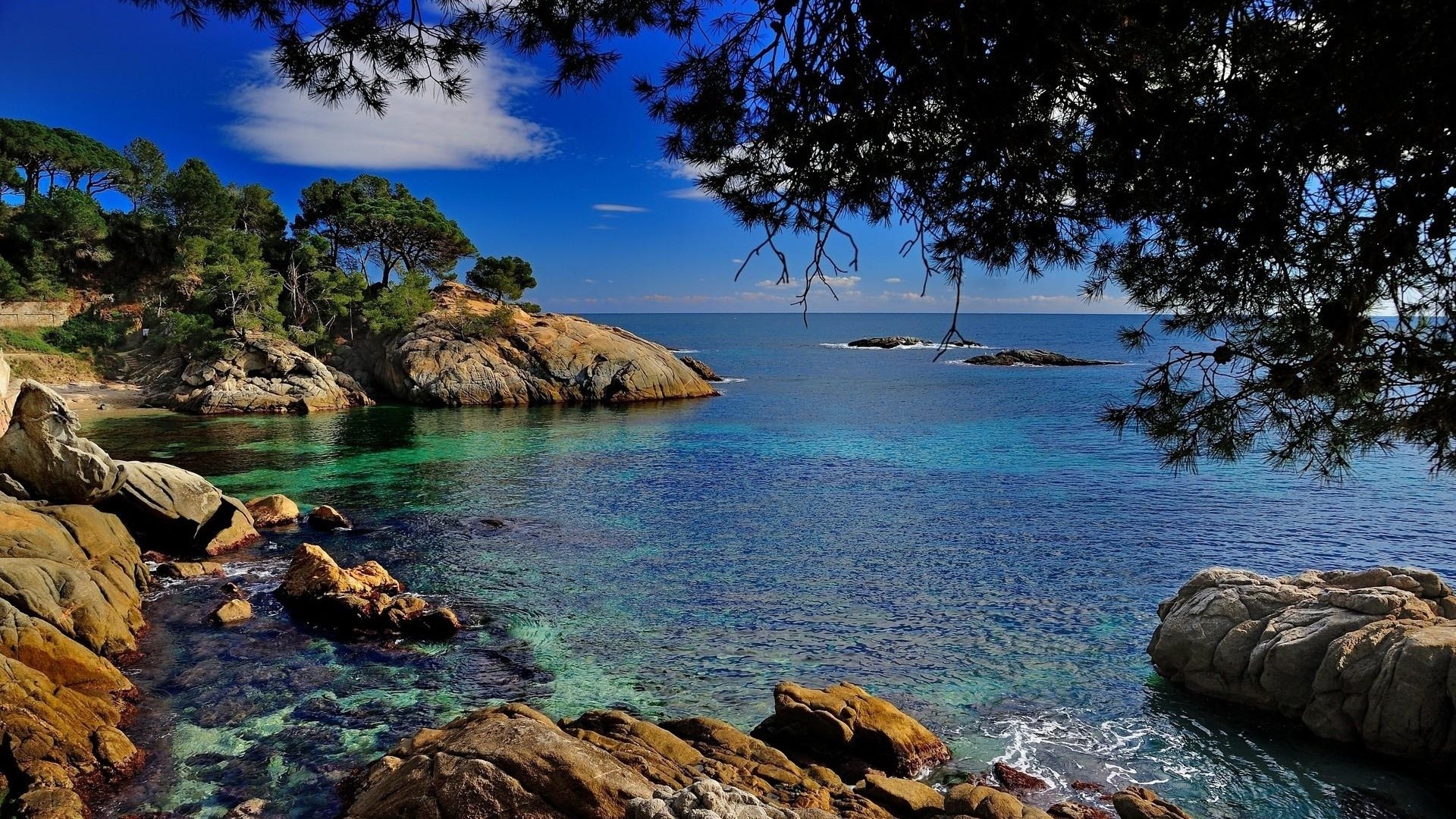 Rocky coast with clear blue water and pine trees HD Wallpaper