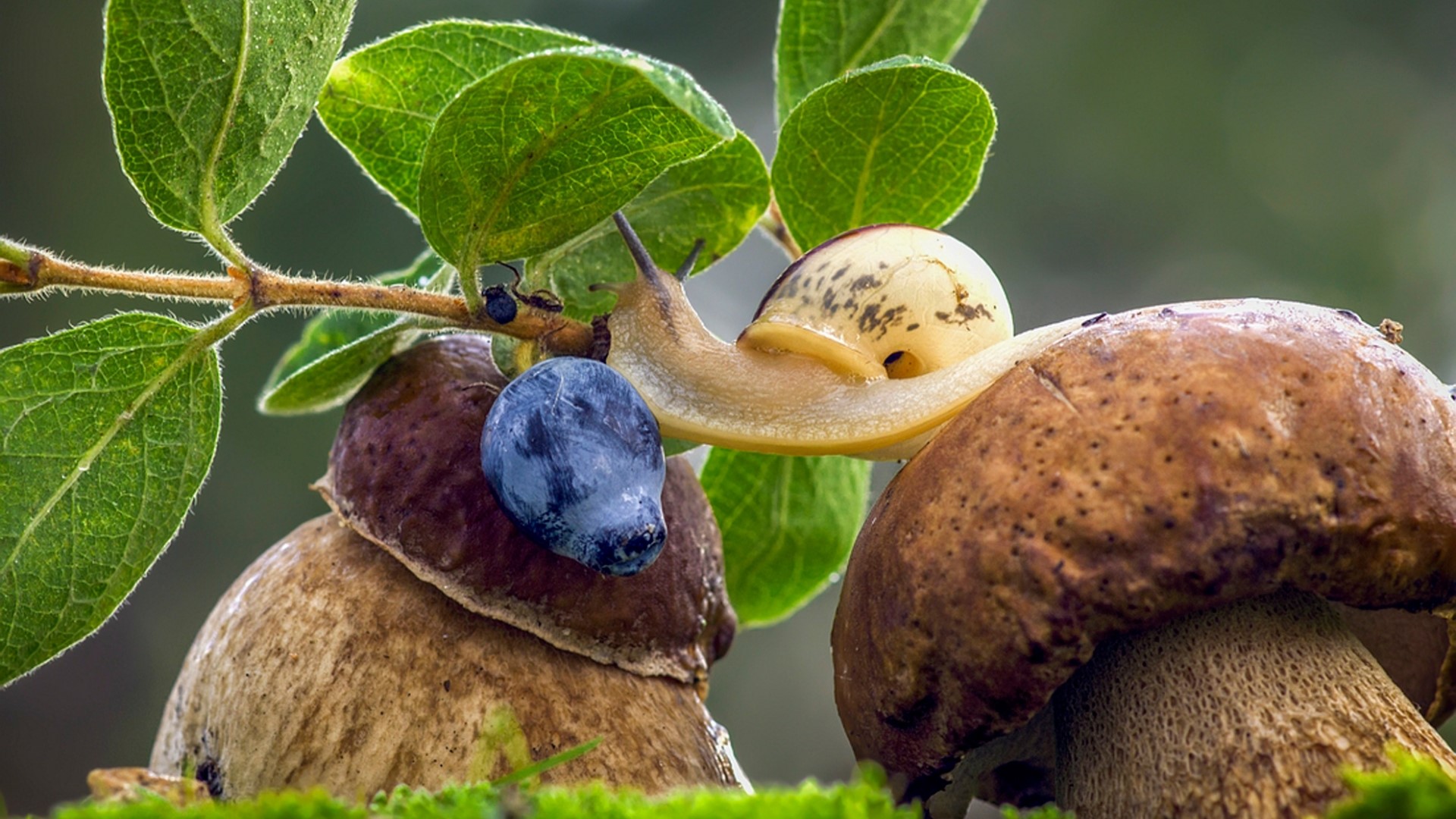Snail on mushrooms with blueberry HD Wallpaper