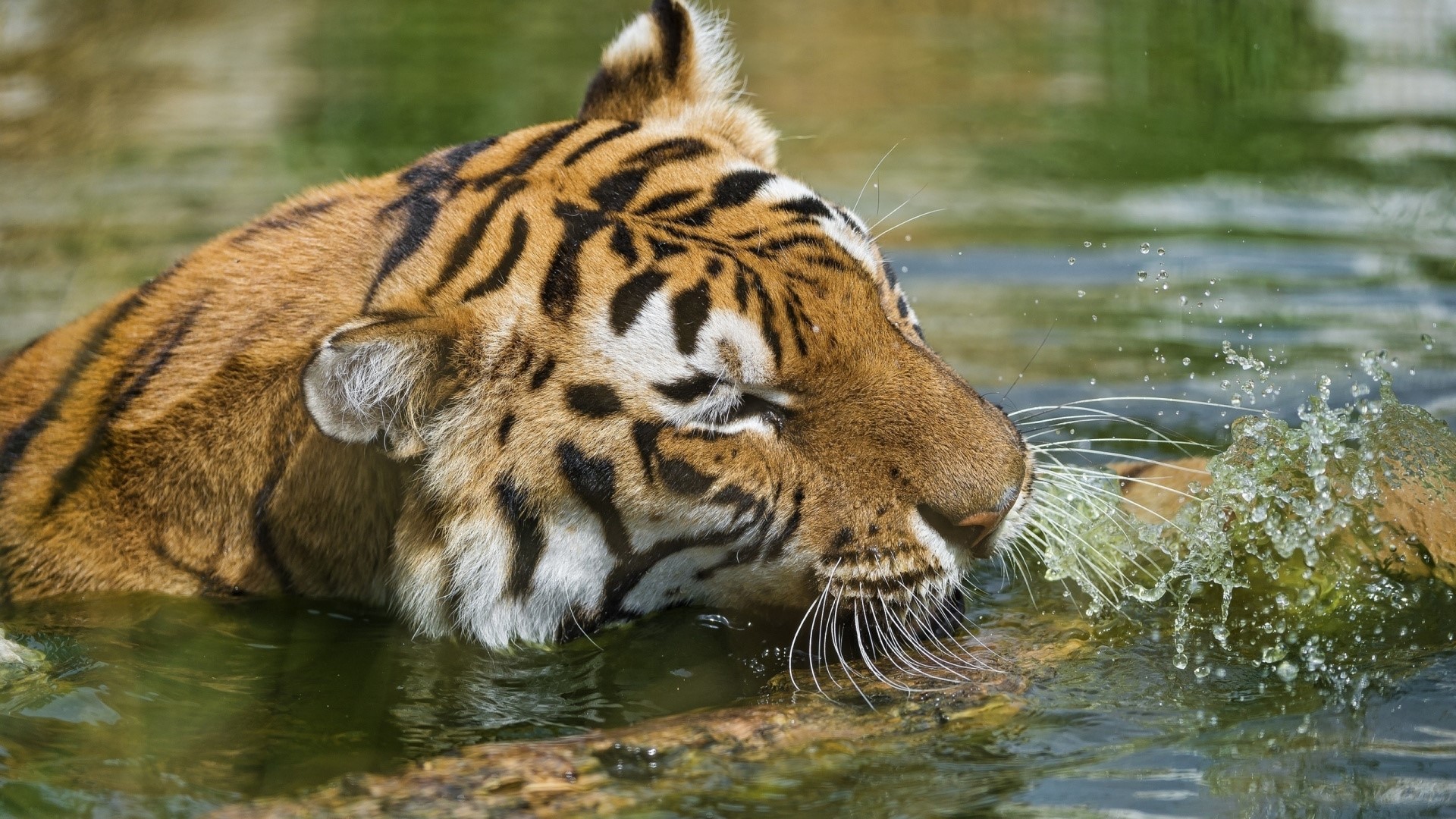 Tiger swimming in water HD Wallpaper