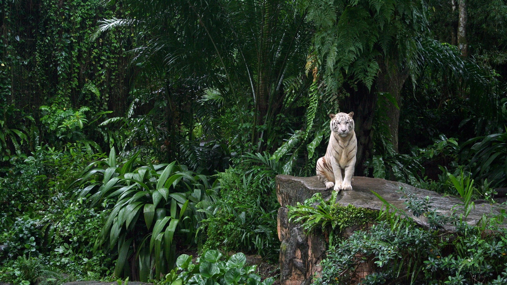 White tiger sitting on a rock in a jungle HD Wallpaper