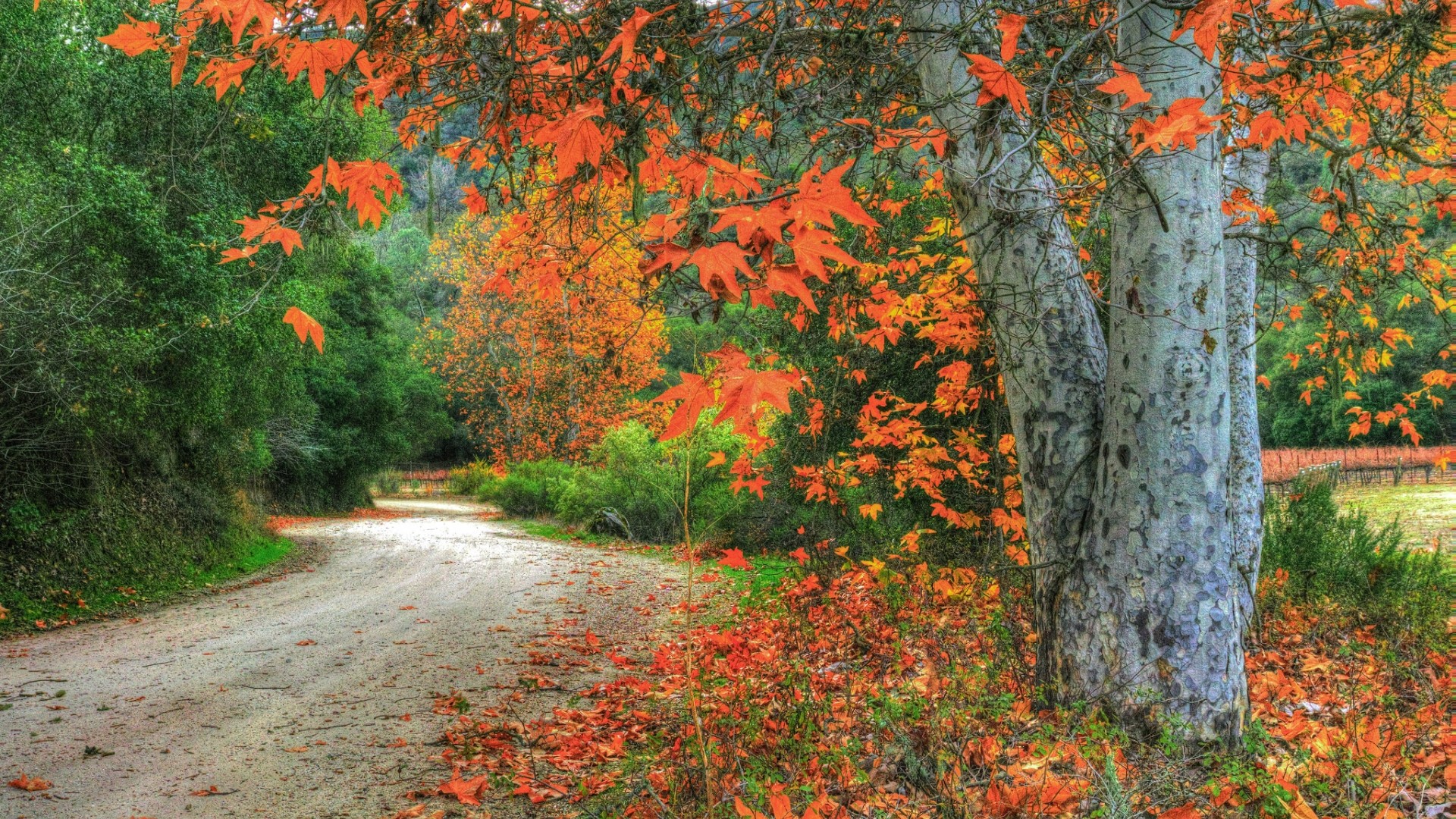 Dirt road lined with autumn trees HD Wallpaper