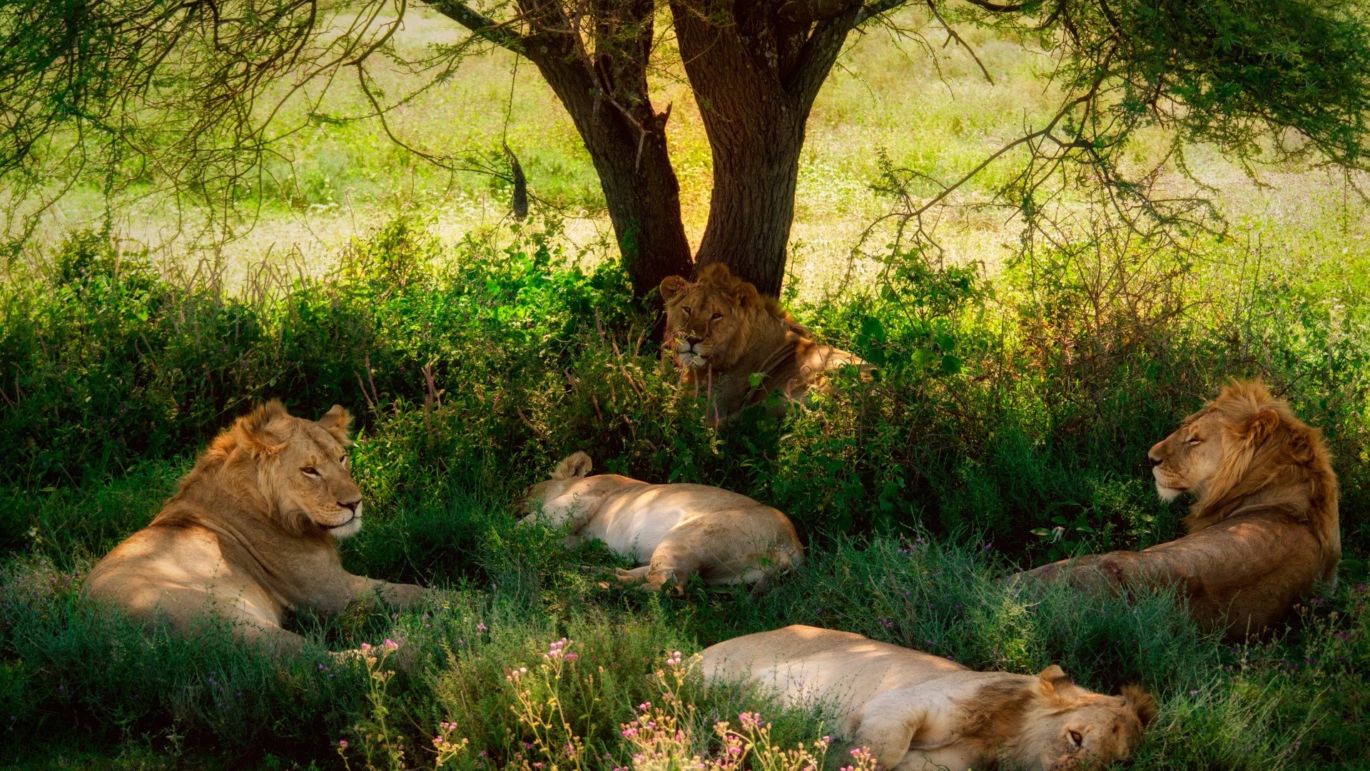 Lions resting under a tree HD Wallpaper